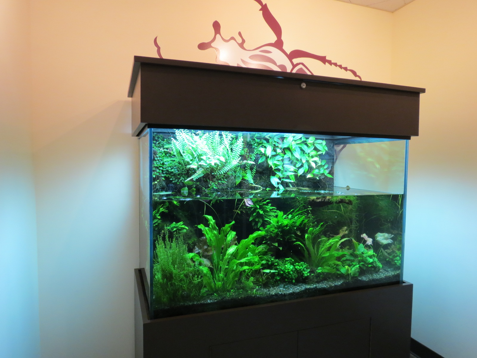 Discovery Outpost - Children's Zoo - Spineless Marvels - Whirligig Beetle E