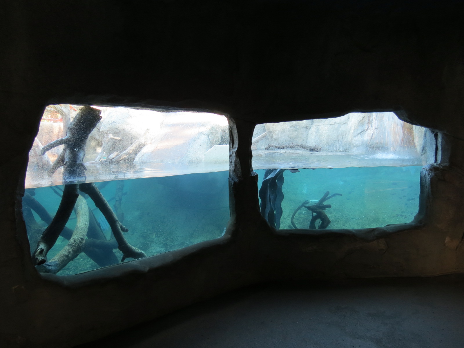 Discovery Outpost - Children's Zoo - Spotted-necked Otter Exhibit