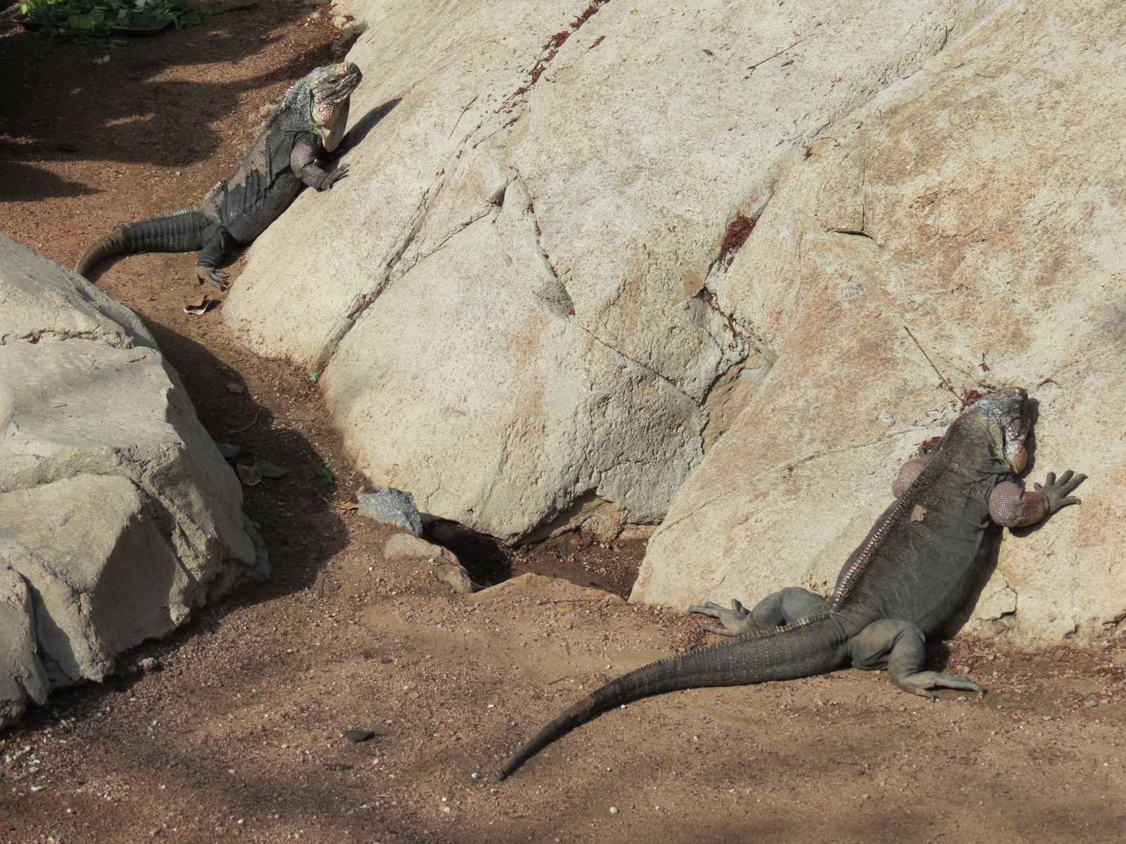 Discovery Outpost - Exuma Island Iguana Exhibit