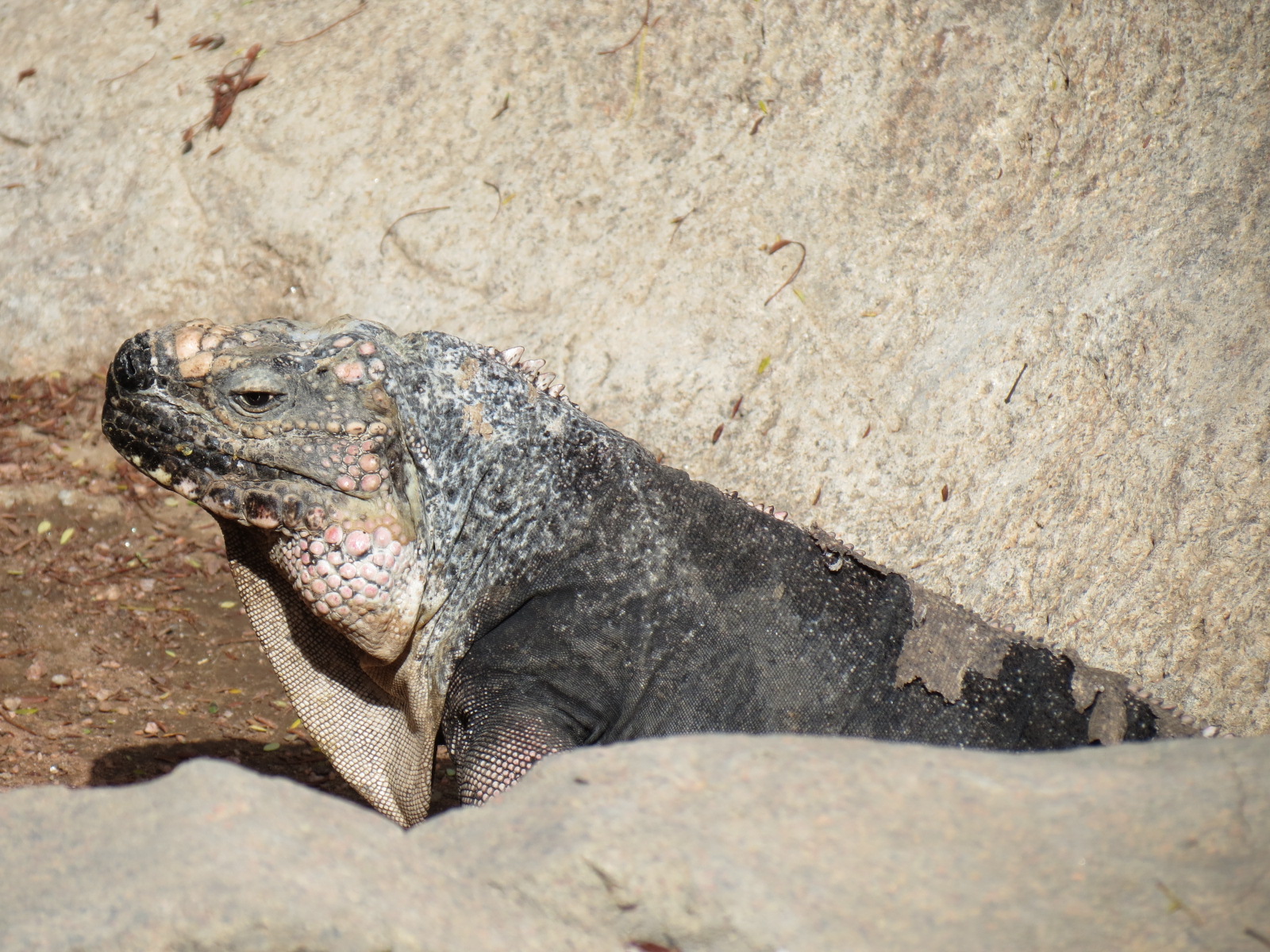 Discovery Outpost - Exuma Island Iguana