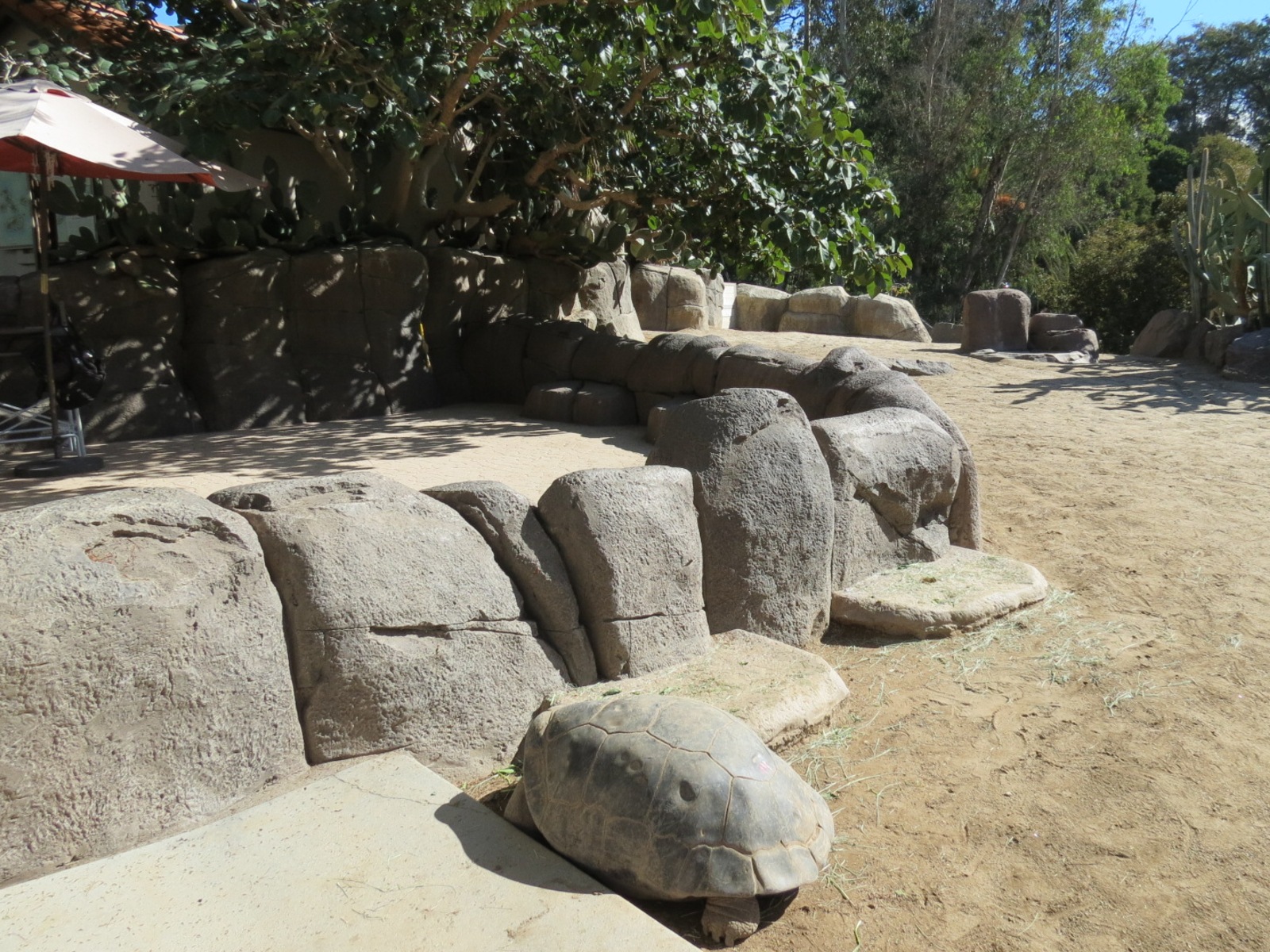 Discovery Outpost - Galapagos Tortoise Exhibit Yard 1