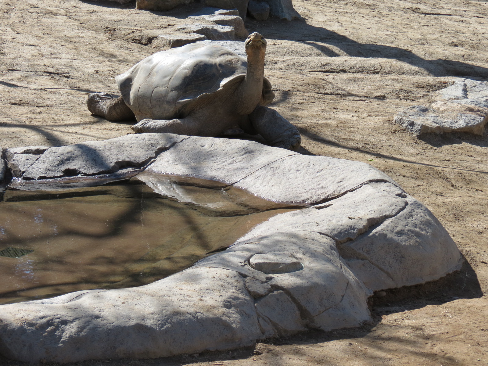 Discovery Outpost - Galapagos Tortoise Exhibit Yard 2