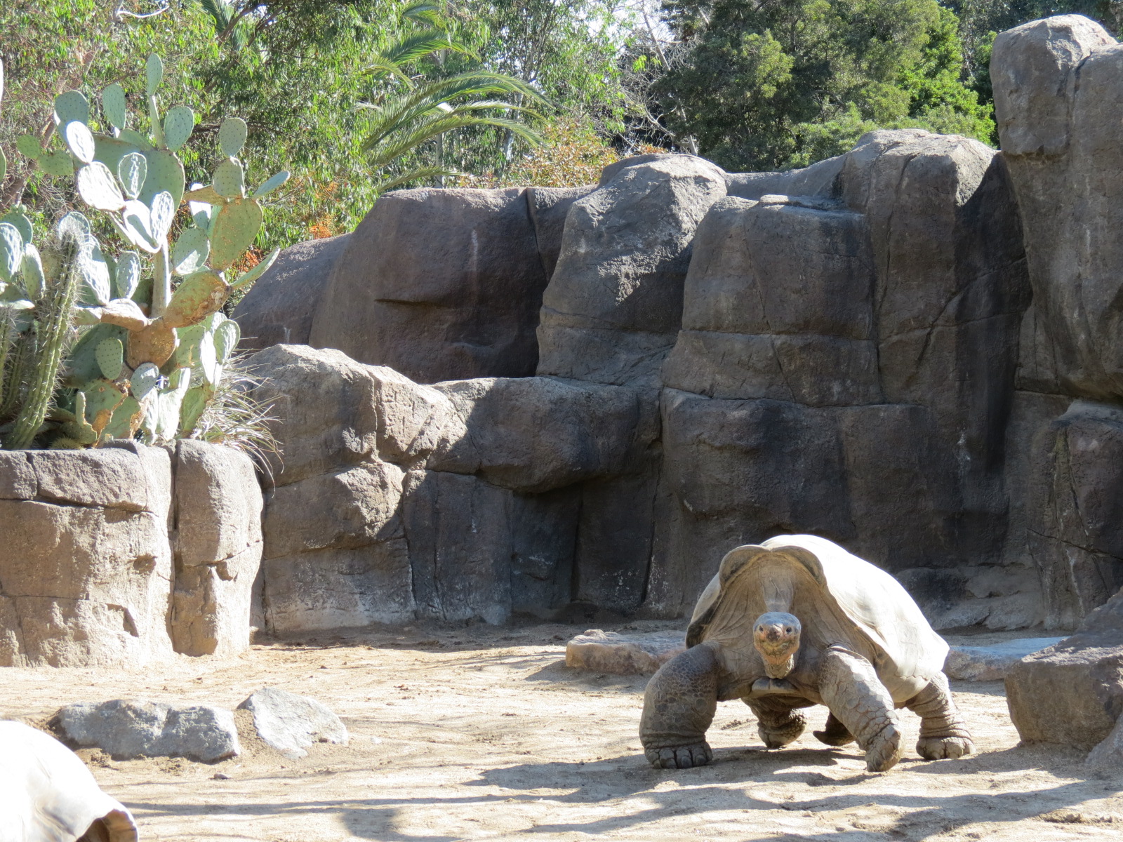 Discovery Outpost - Galapagos Tortoise Exhibit Yard 2