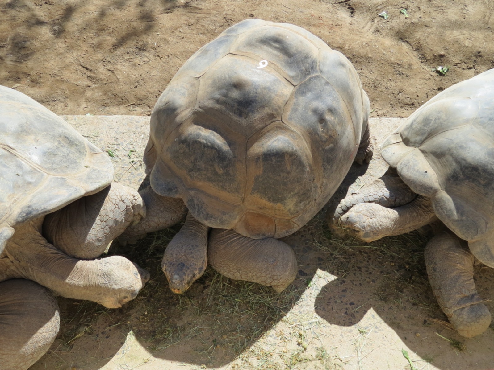 Discovery Outpost - Galapagos Tortoise