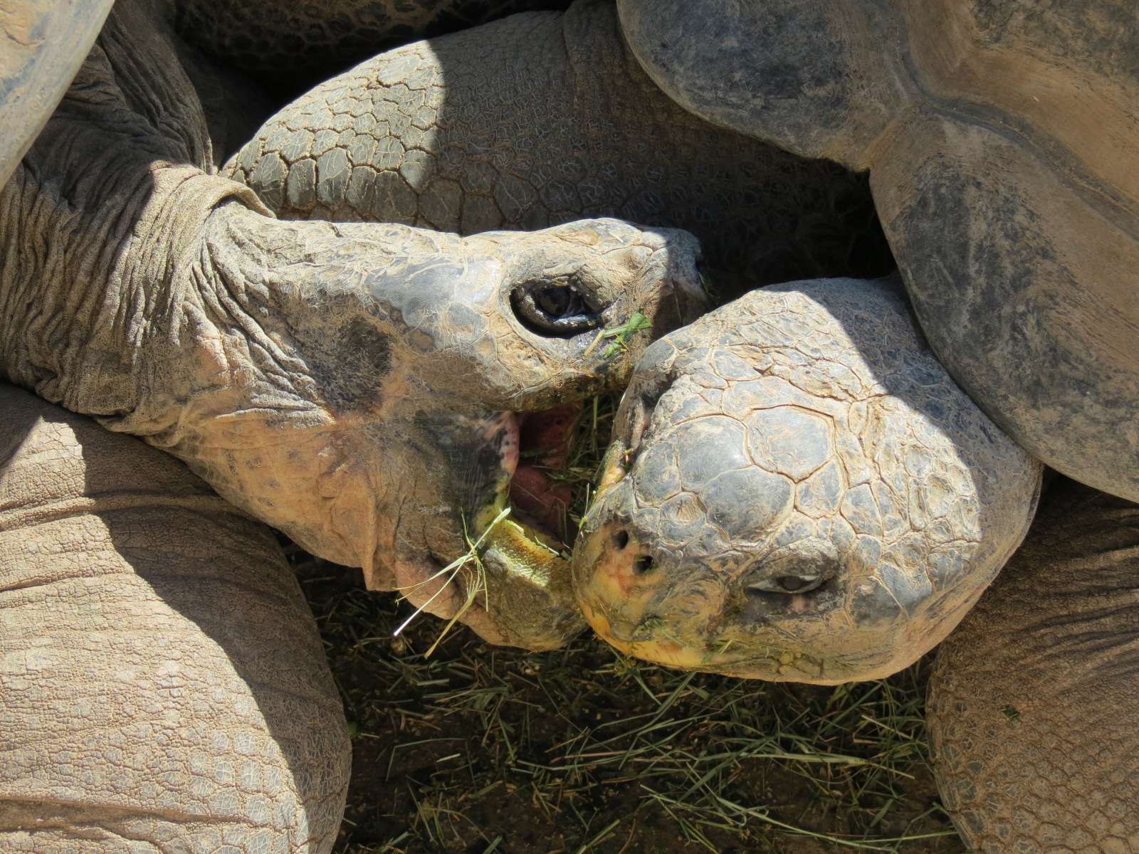 Discovery Outpost - Galapagos Tortoise