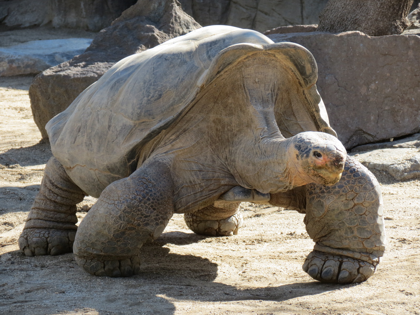 Discovery Outpost - Galapagos Tortoise
