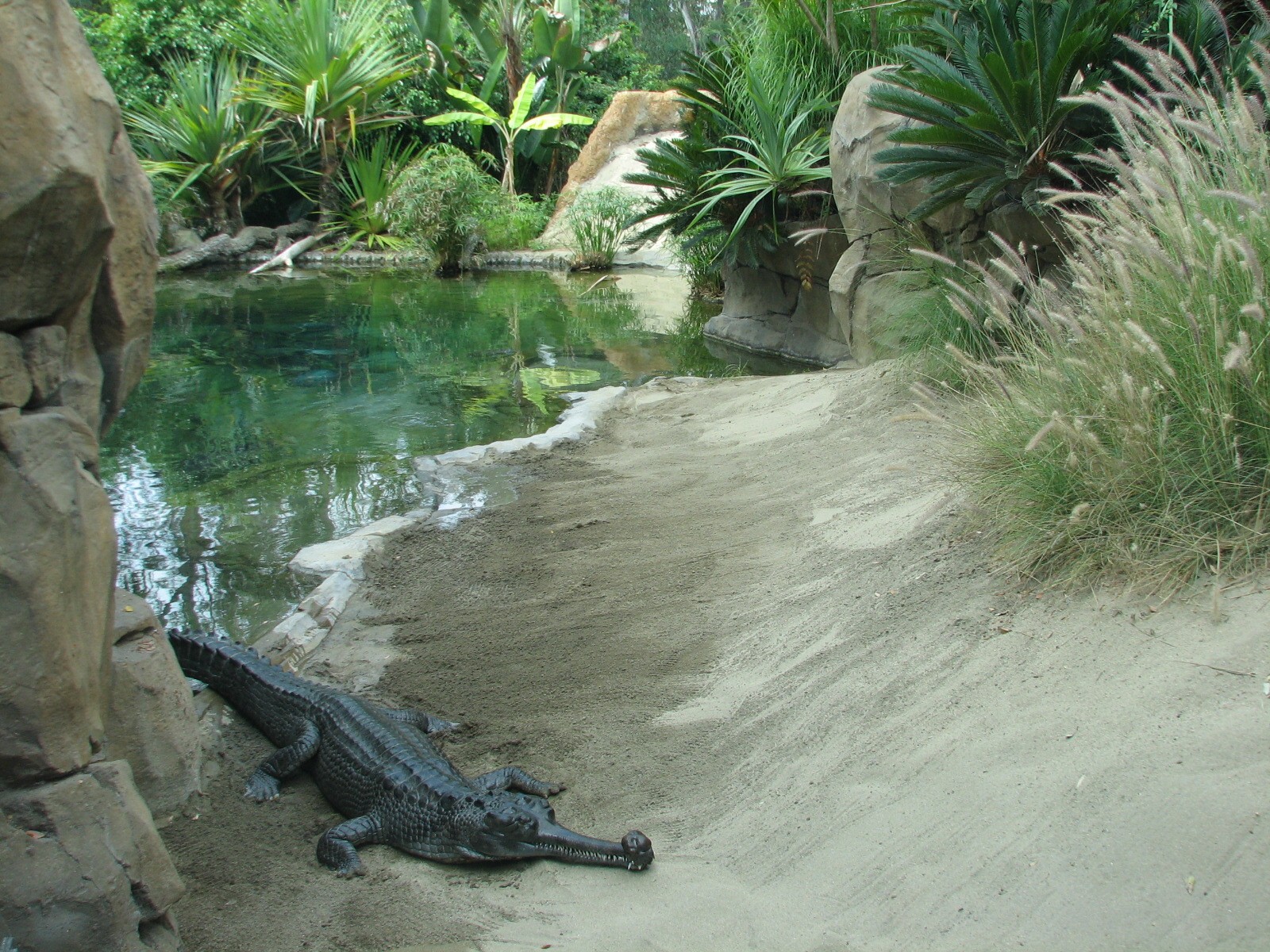 Discovery Outpost - Gharial Exhibit