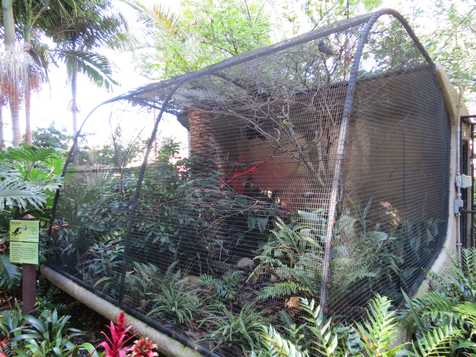 Discovery Outpost - Green Aracari Exhibit