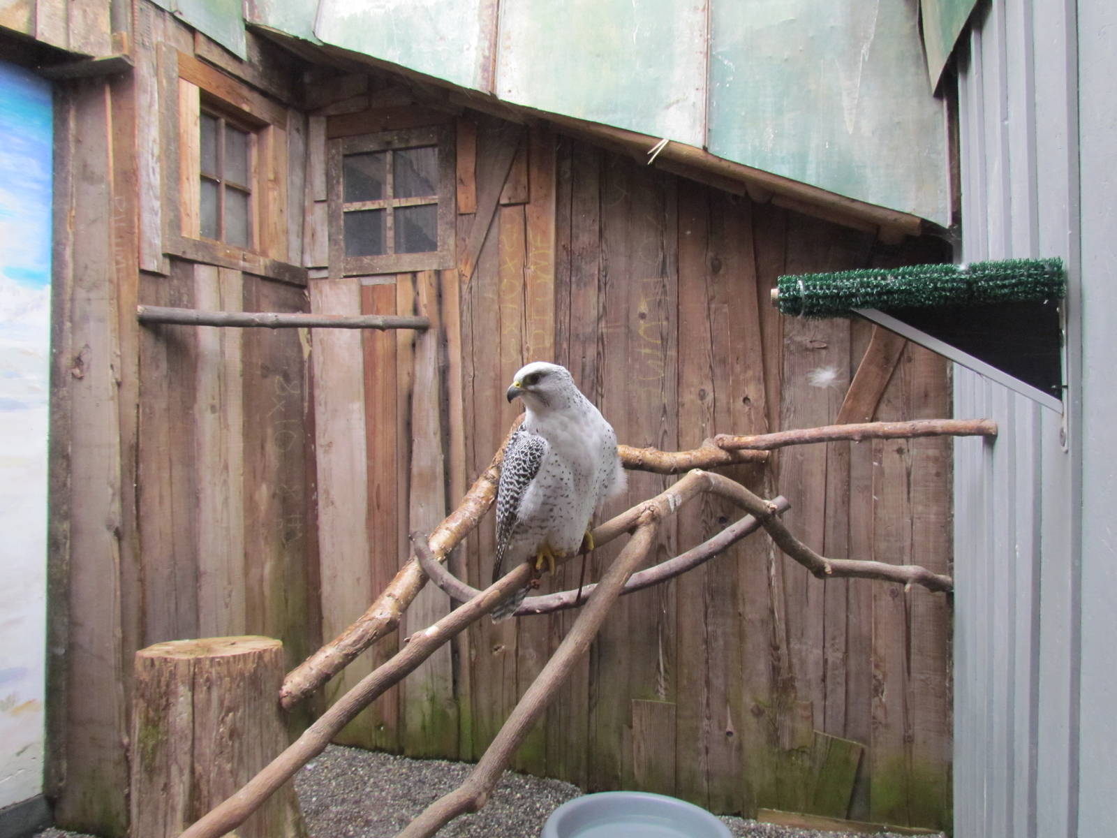 Discovery Outpost - Gyrfalcon