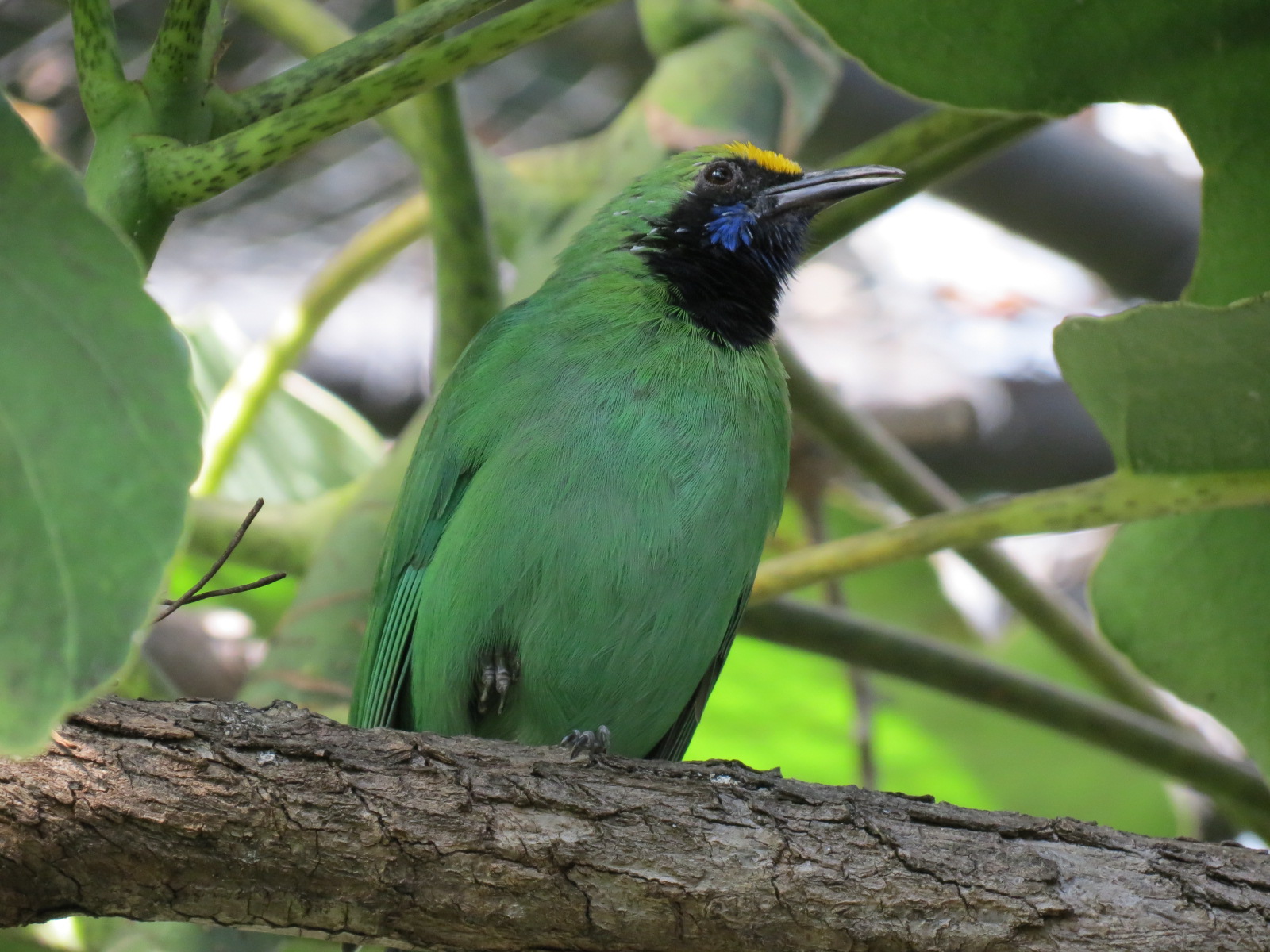 Discovery Outpost - Hummingbird Aviary - Golden-fronted Leafbird