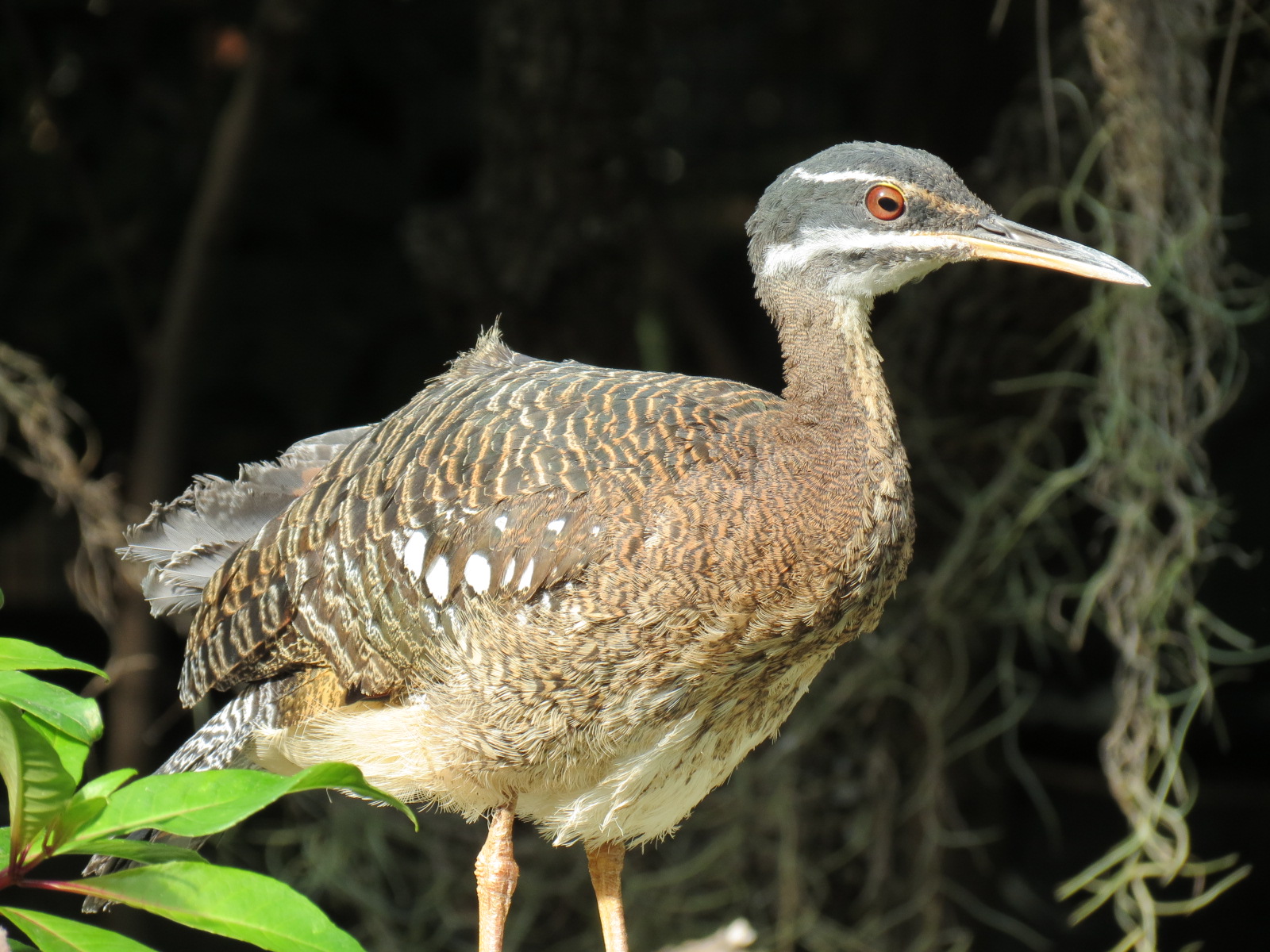 Discovery Outpost - Hummingbird Aviary - Greater Sunbittern