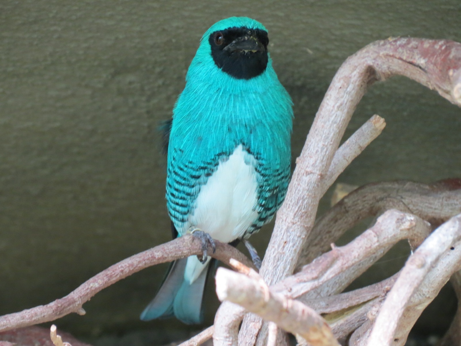 Discovery Outpost - Hummingbird Aviary - Swallow Tanager