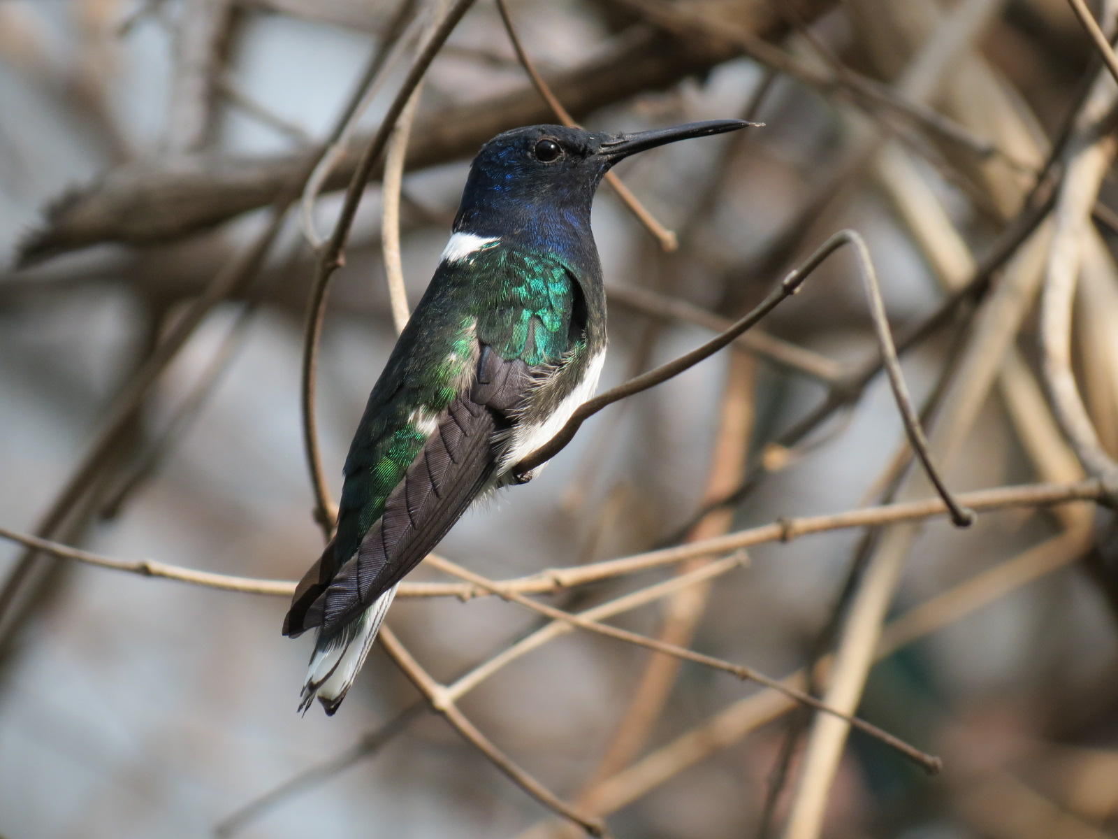 Discovery Outpost - Hummingbird Aviary - White-necked Jacobin