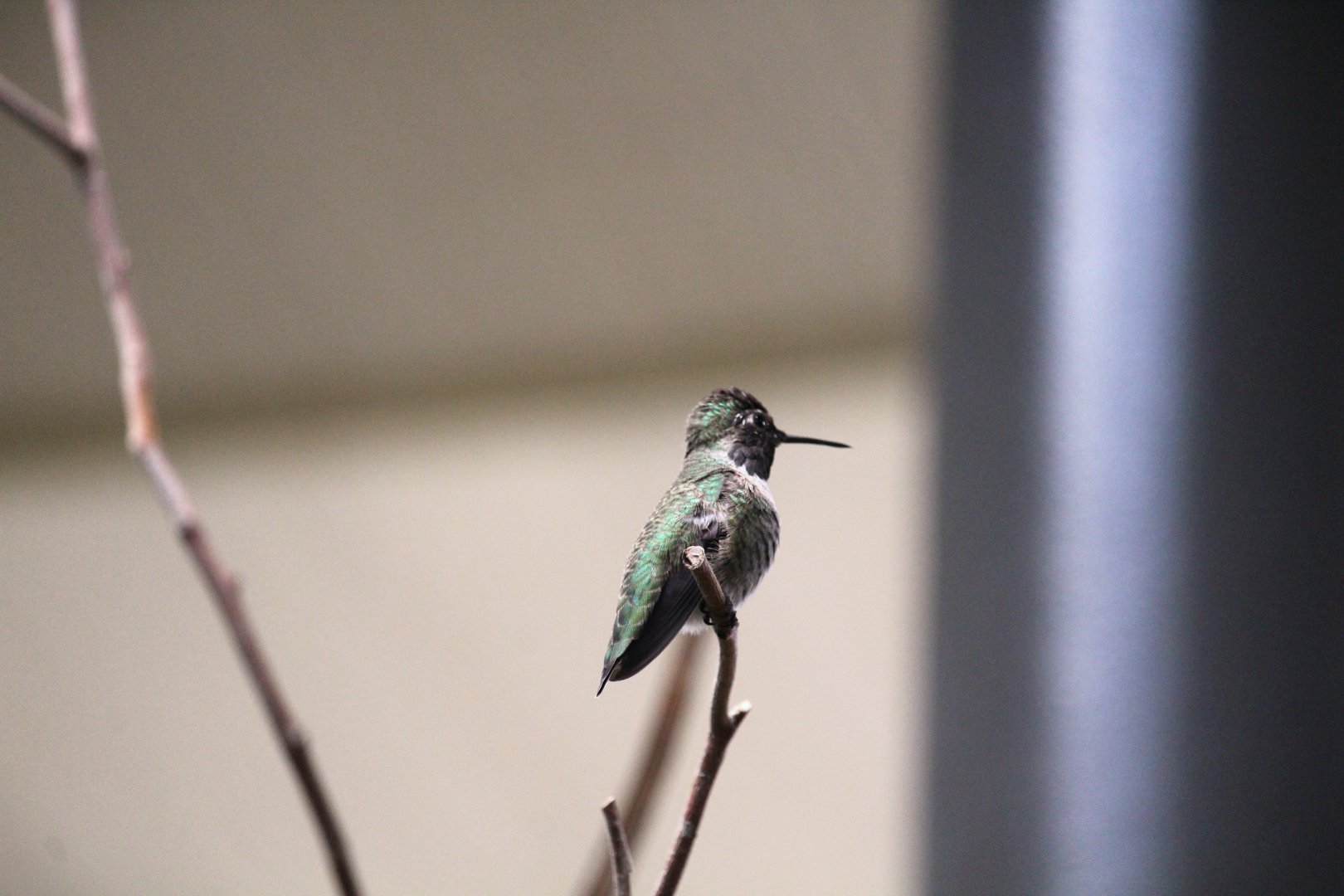 Discovery Outpost - Hummingbird Habitat - Costa's Hummingbird