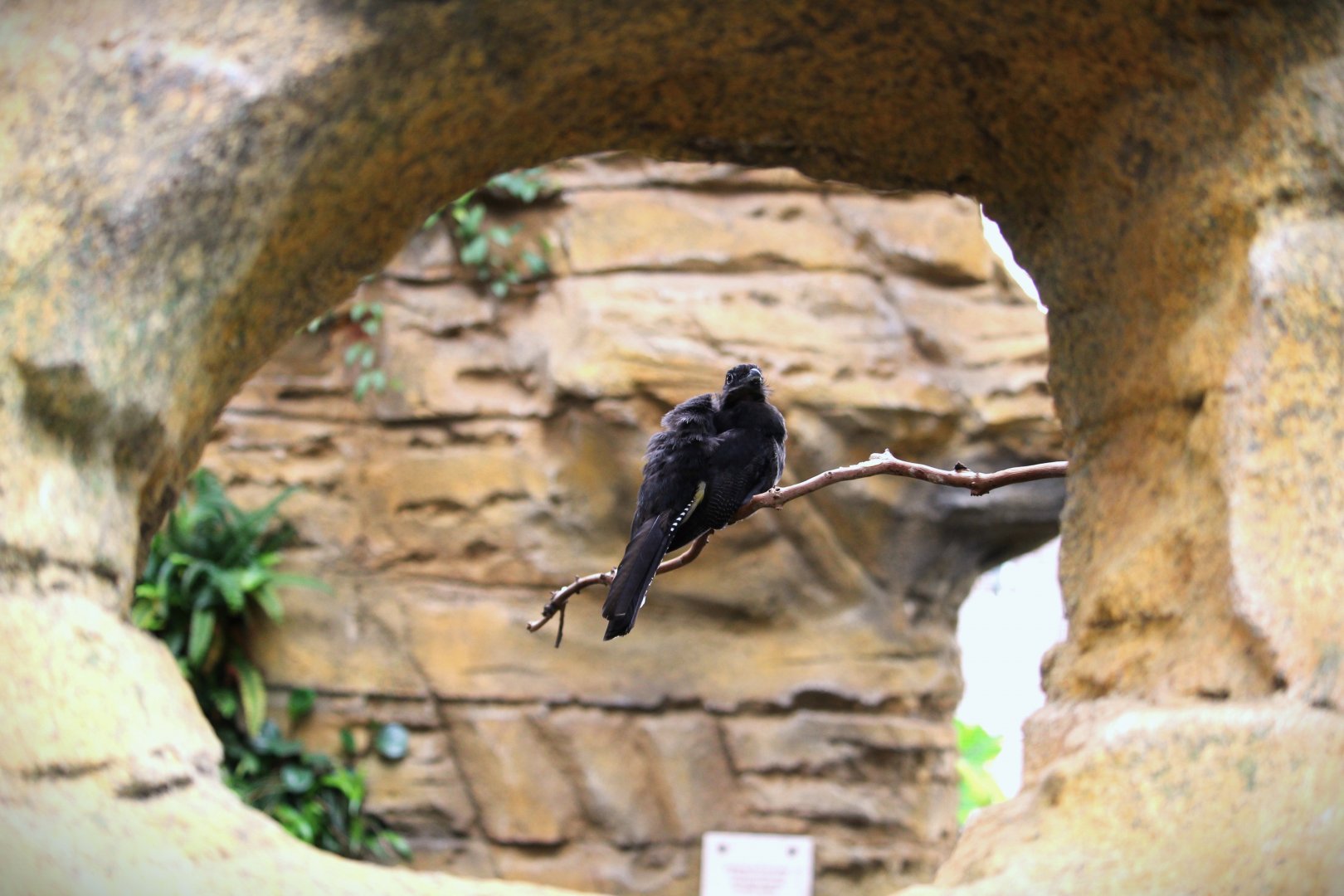 Discovery Outpost - Hummingbird Habitat - Green-backed Trogon