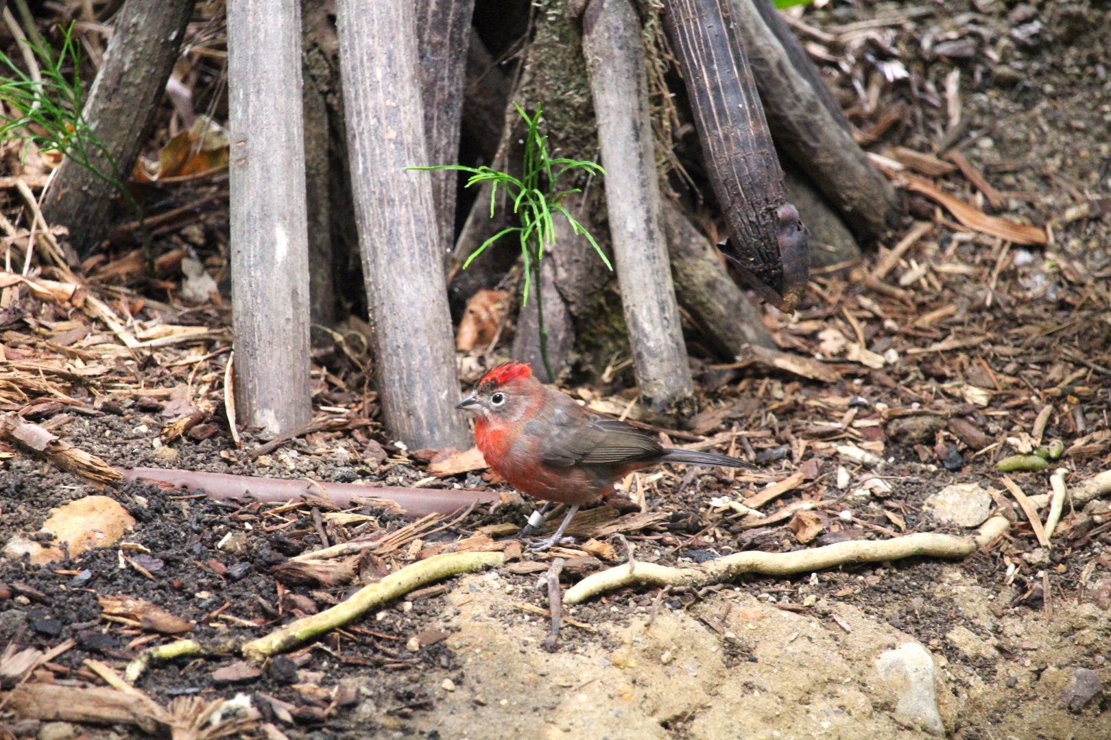 Discovery Outpost - Hummingbird Habitat - Red Pileated Finch