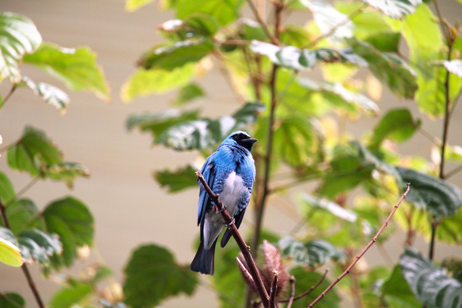 Discovery Outpost - Hummingbird Habitat - Swallow Tanager