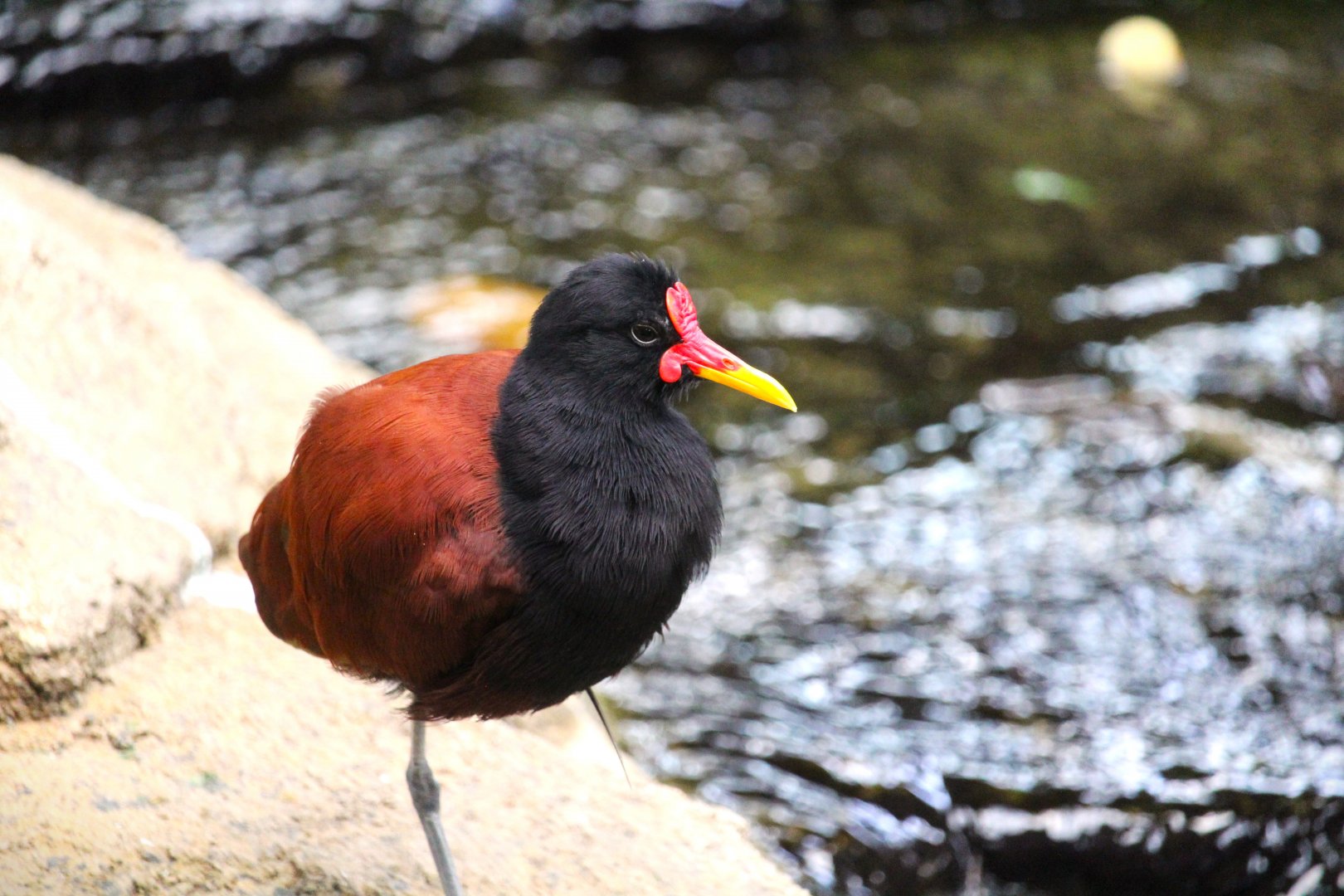 Discovery Outpost - Hummingbird Habitat - Wattled Jacana