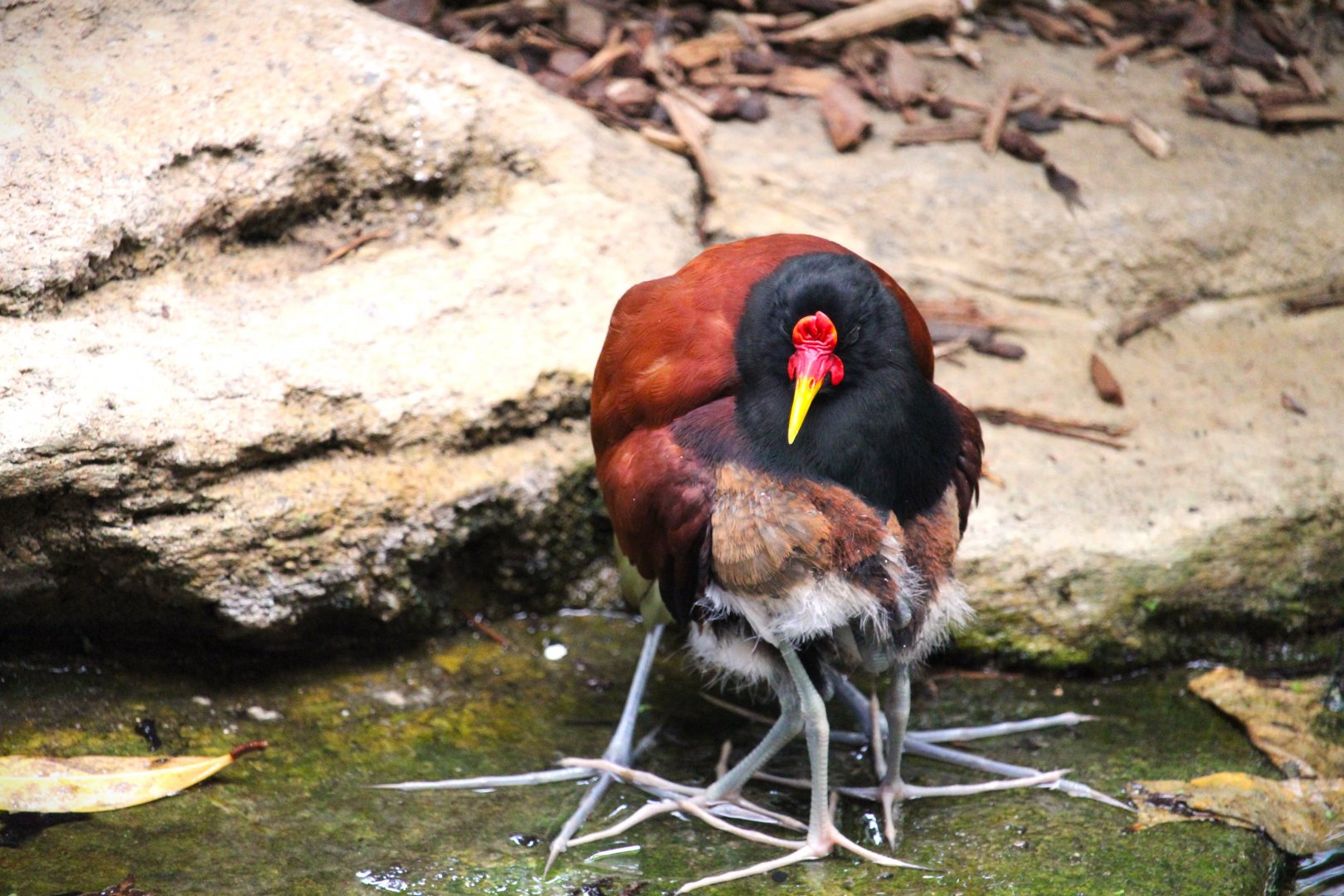 Discovery Outpost - Hummingbird Habitat - Wattled Jacanas