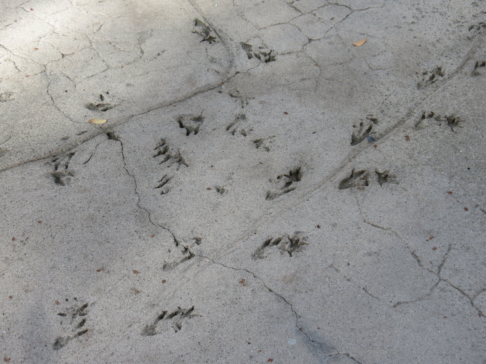 Discovery Outpost - Johnston's Crocodile and Turtles Exhibit - Simulated Fo