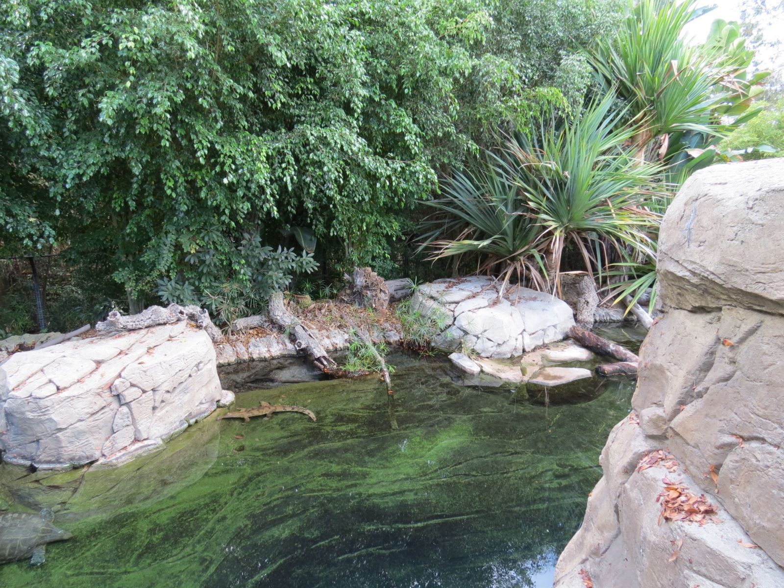 Discovery Outpost - Johnston's Crocodile and Turtles Exhibit