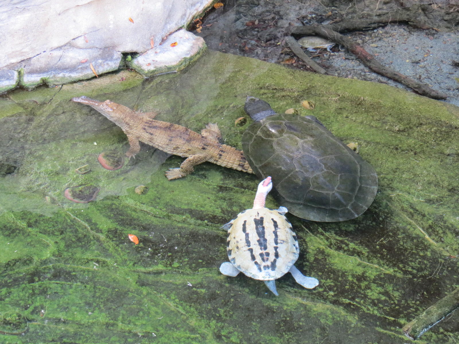 Discovery Outpost - Johnston's Crocodile, Malaysian Giant Turtle, and Paint