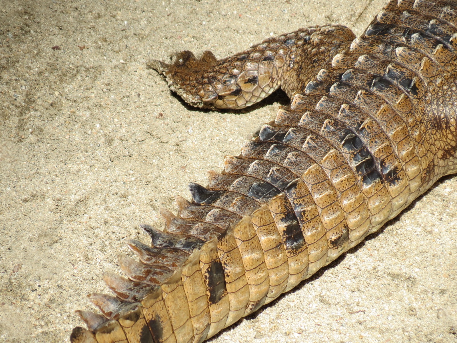 Discovery Outpost - Johnston's Crocodile