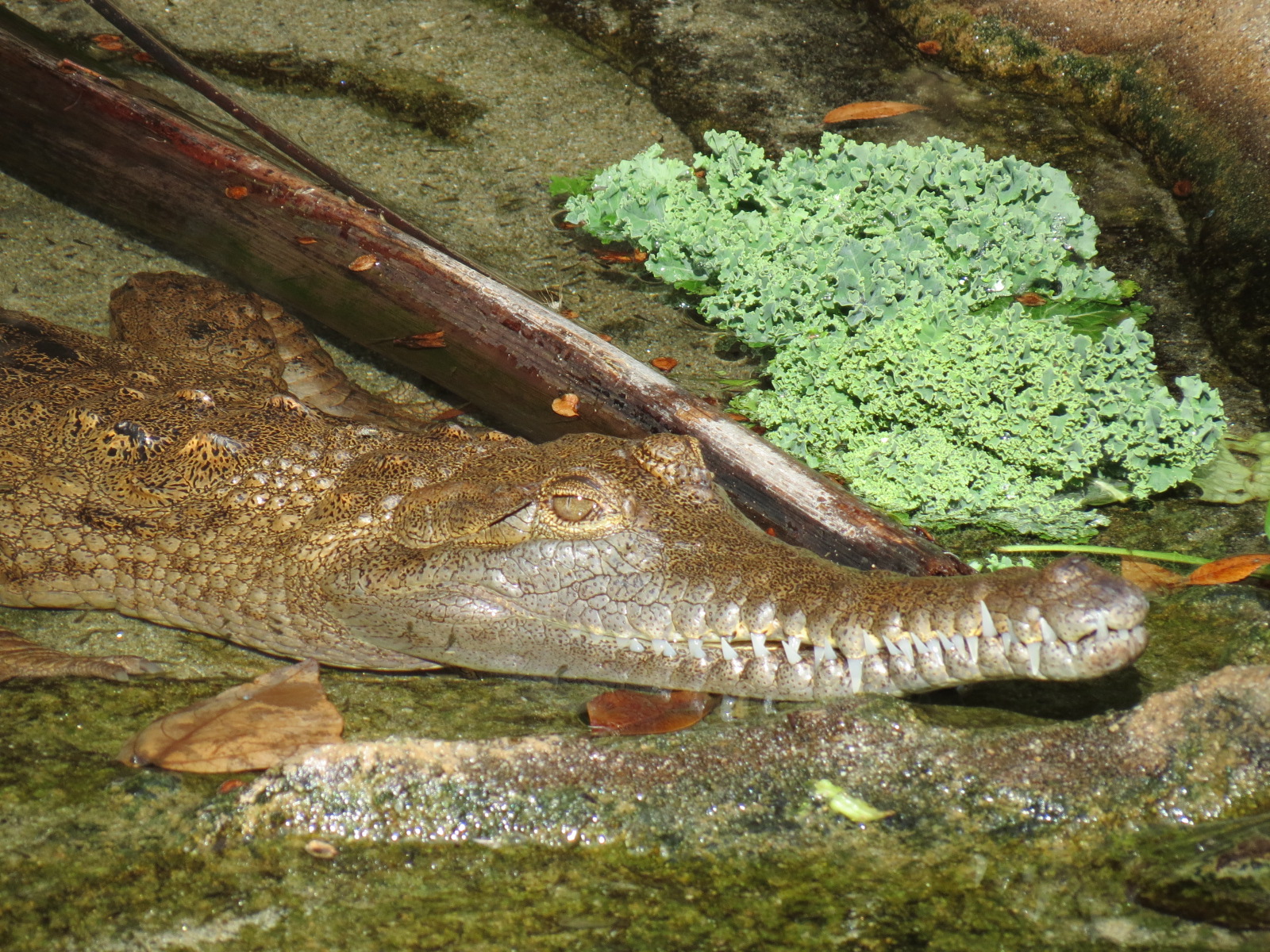 Discovery Outpost - Johnston's Crocodile