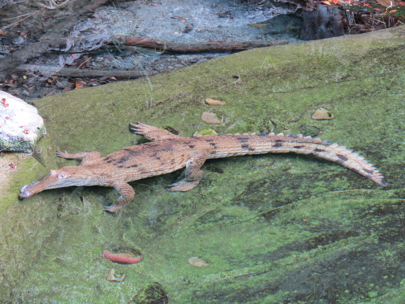 Discovery Outpost - Johnston's Crocodile