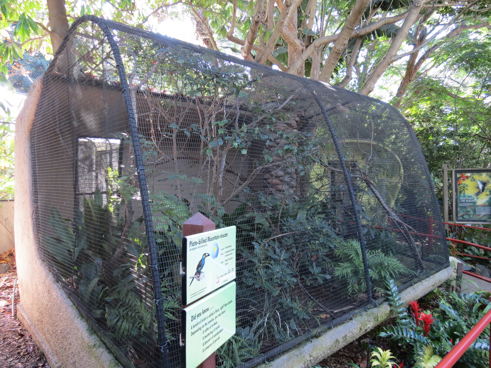 Discovery Outpost - Plate-billed Mountain Toucan Exhibit