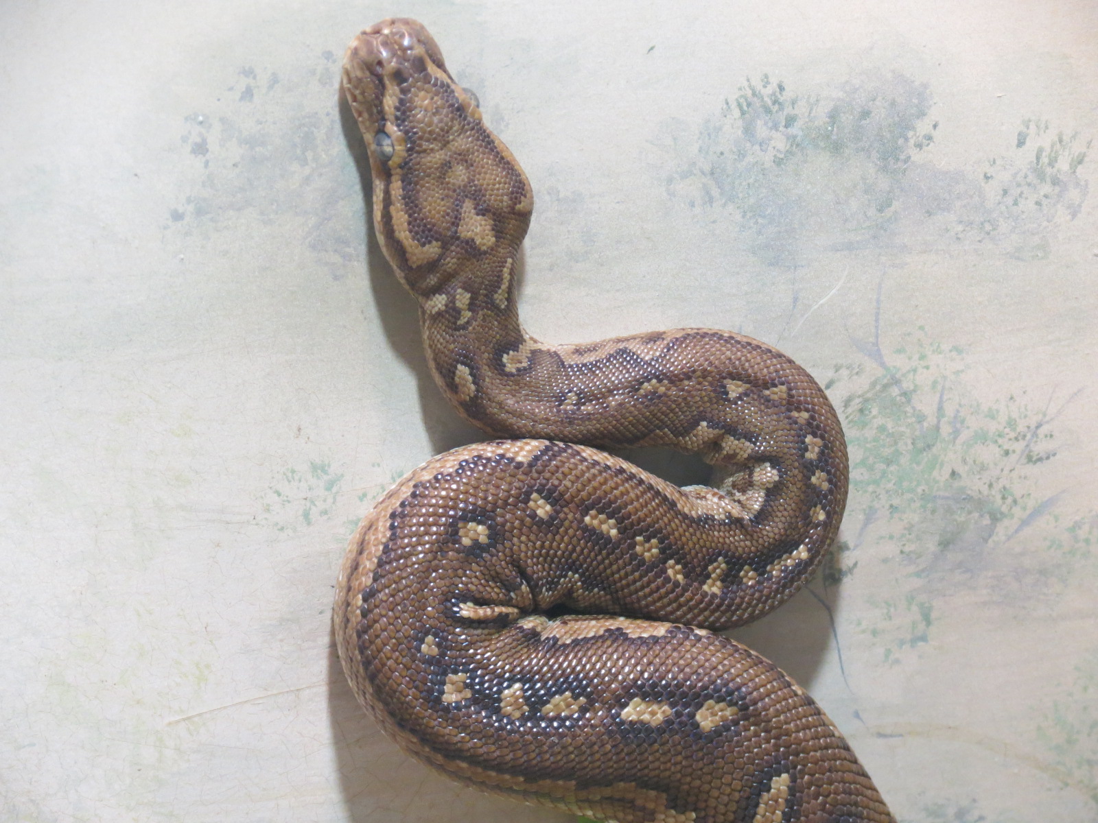 Discovery Outpost - Reptile House - Angolan Python