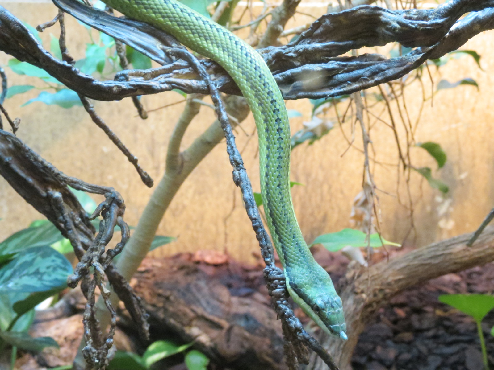 Discovery Outpost - Reptile House - Argentine Racer