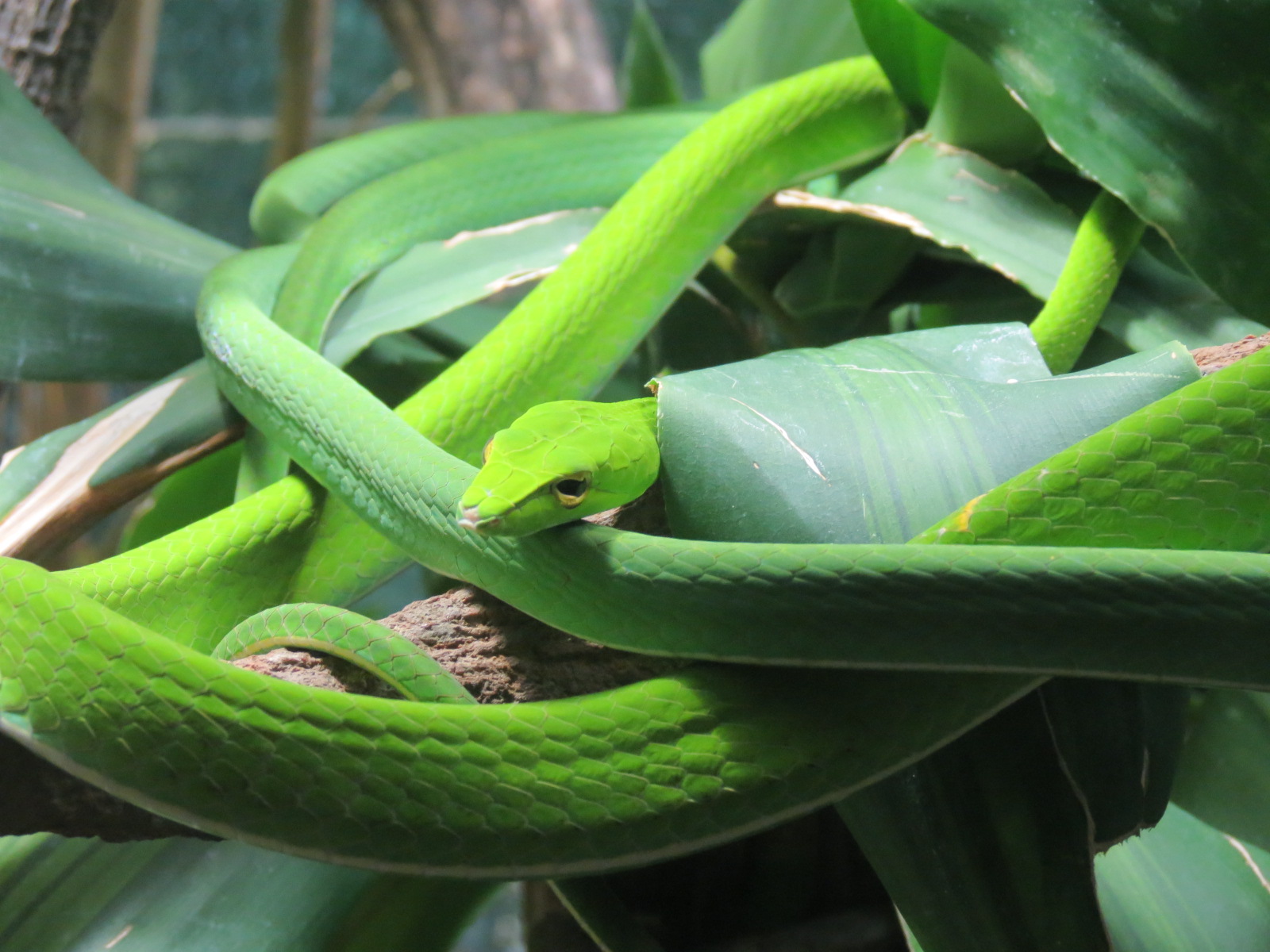 Discovery Outpost - Reptile House - Asian Vine Snake