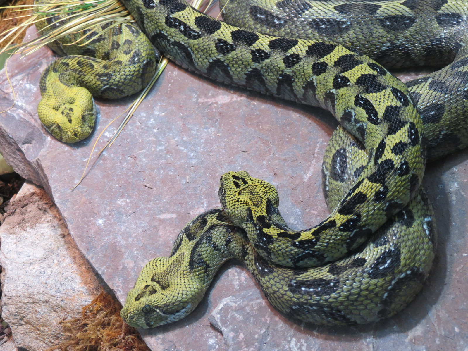 Discovery Outpost -  Reptile House - Ethiopian Mountain Viper