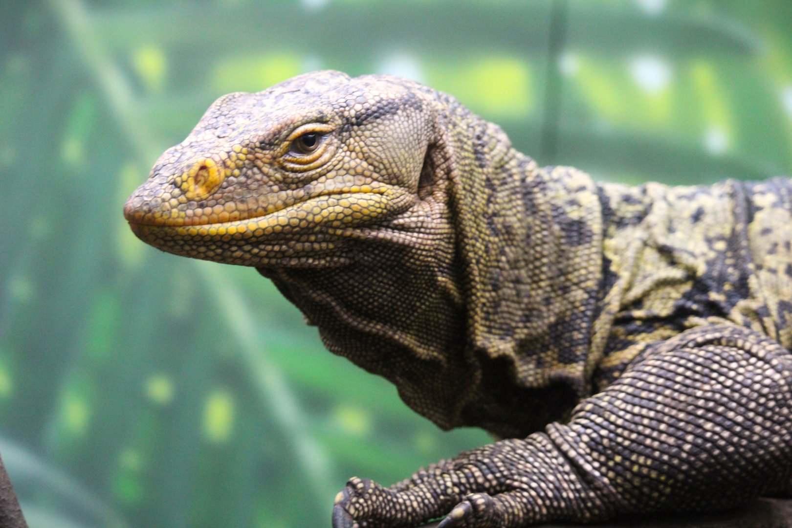 Discovery Outpost - Reptile House - Gray's Monitor