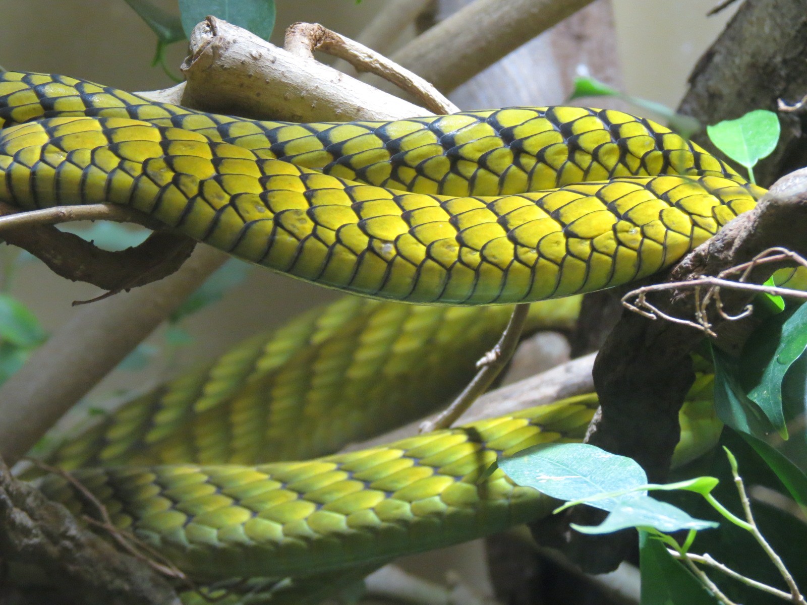 Discovery Outpost - Reptile House - Green Mamba