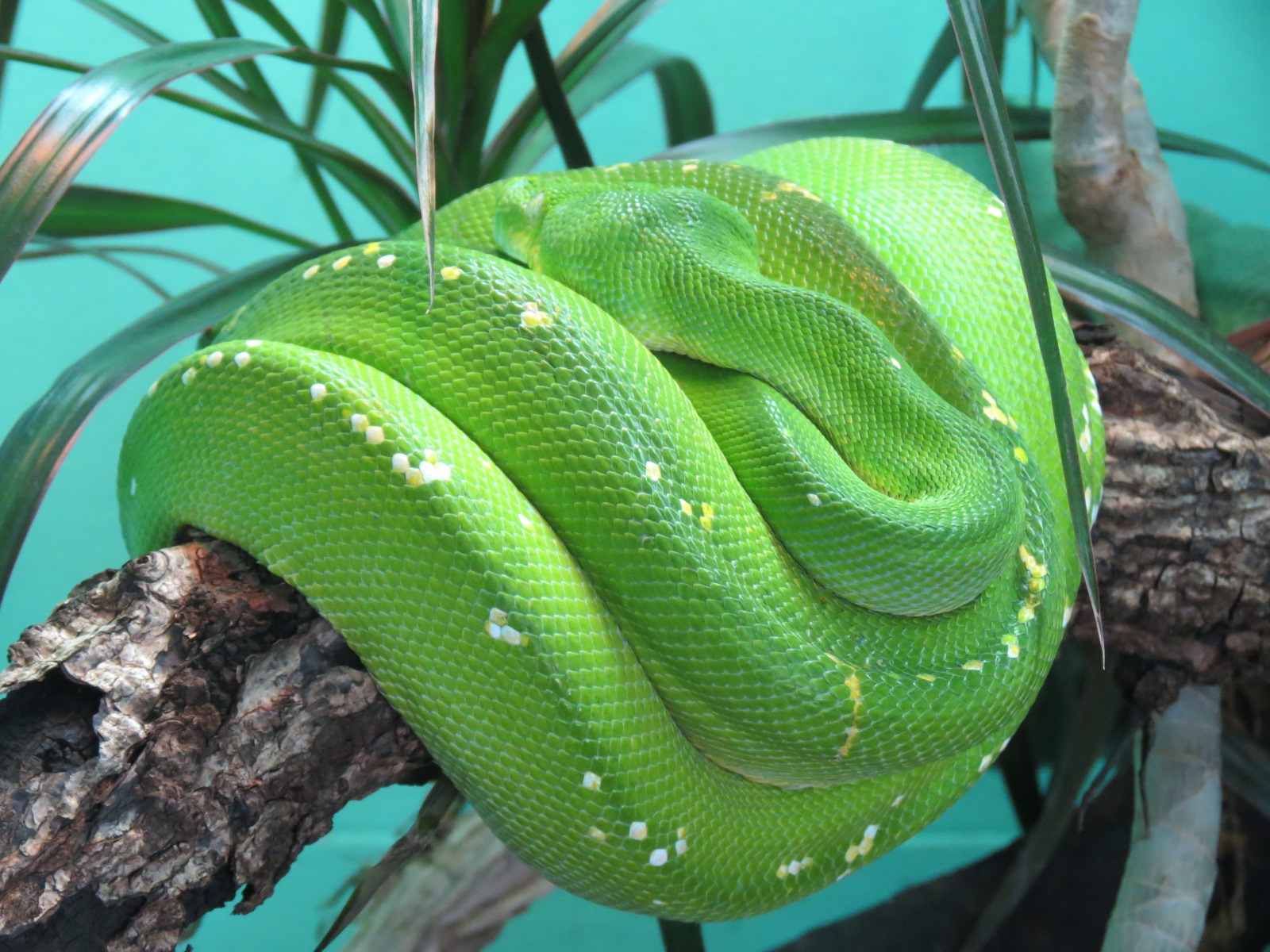 Discovery Outpost - Reptile House - Green Tree Python