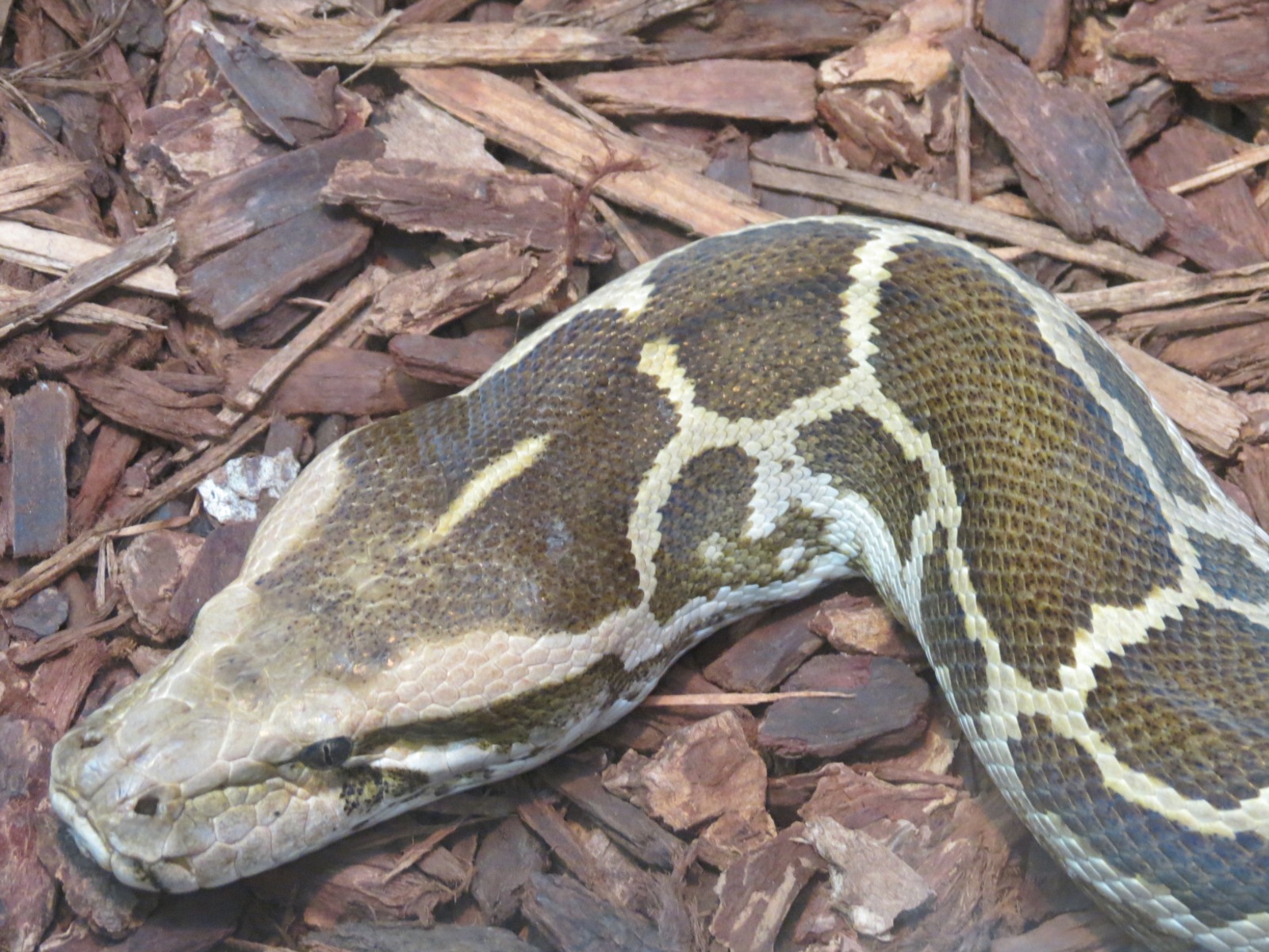 Discovery Outpost - Reptile House - Indian Python