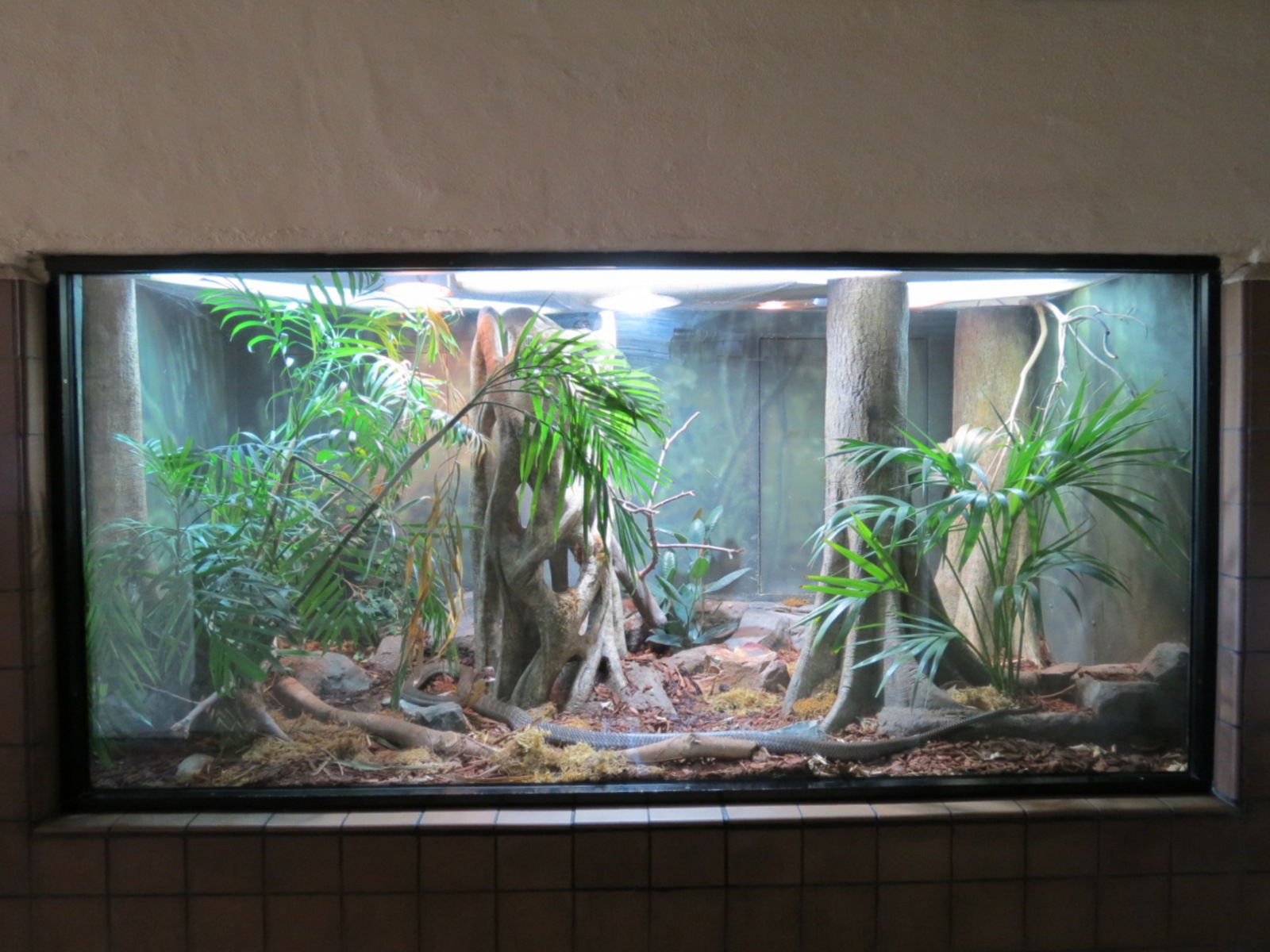 Discovery Outpost - Reptile House - King Cobra Exhibit