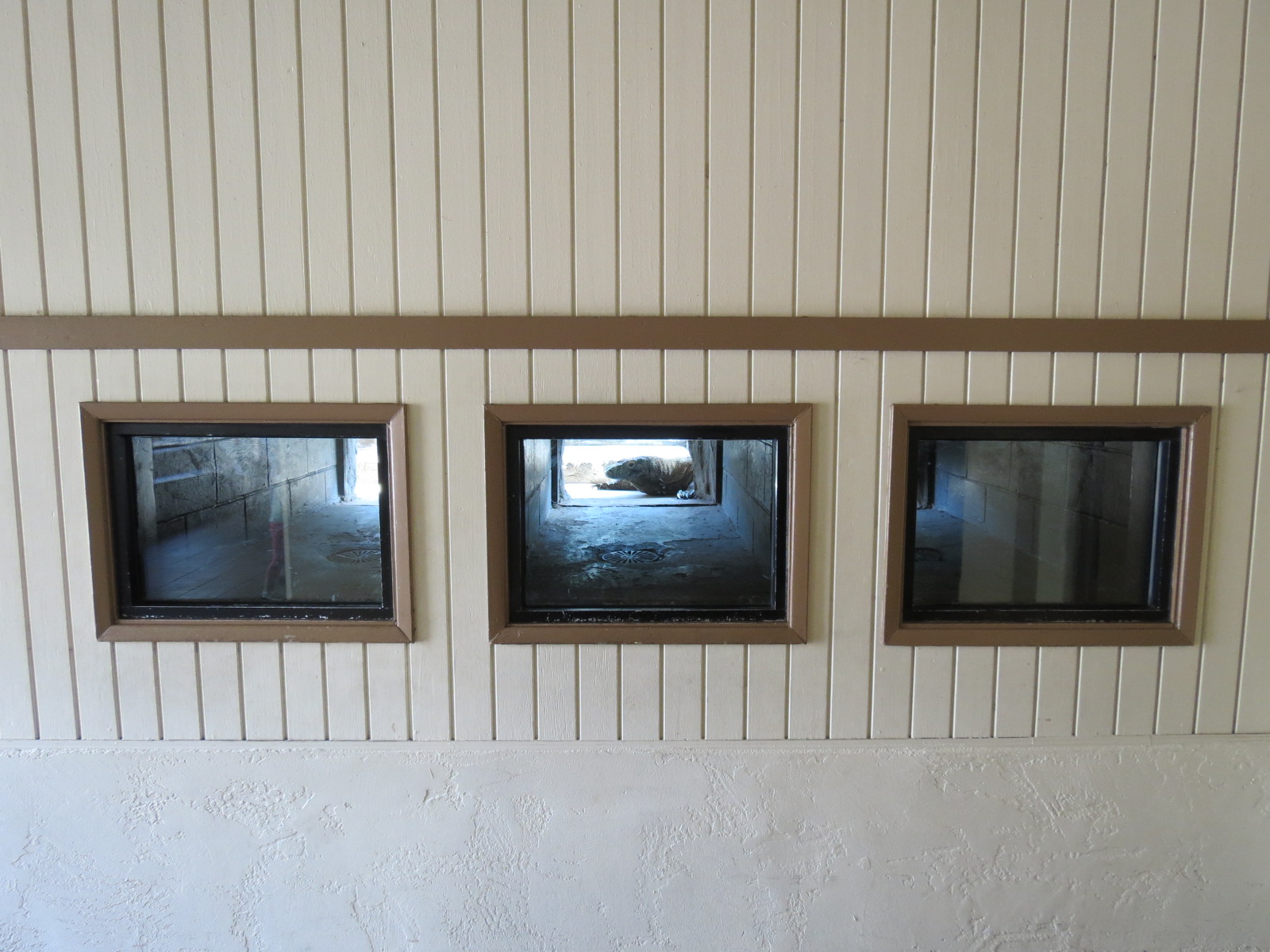 Discovery Outpost - Reptile House - Komodo Dragon Exhibit