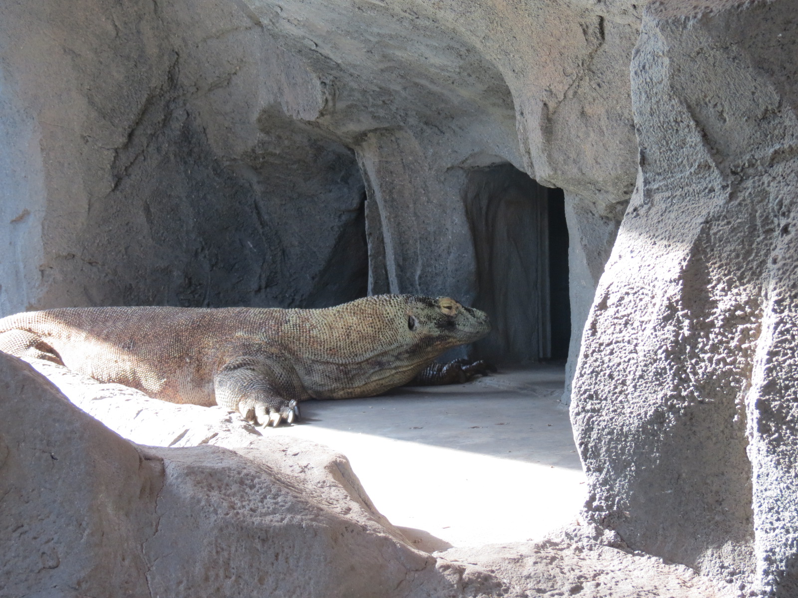Discovery Outpost - Reptile House - Komodo Dragon Exhibit