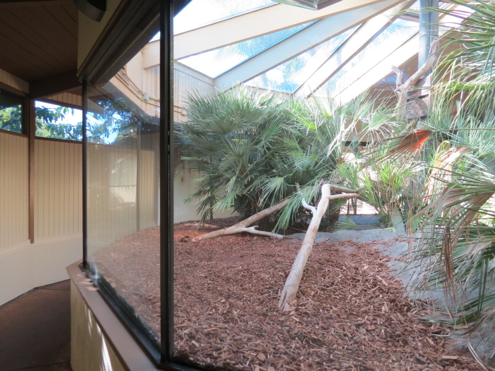 Discovery Outpost - Reptile House - Komodo Dragon Exhibit