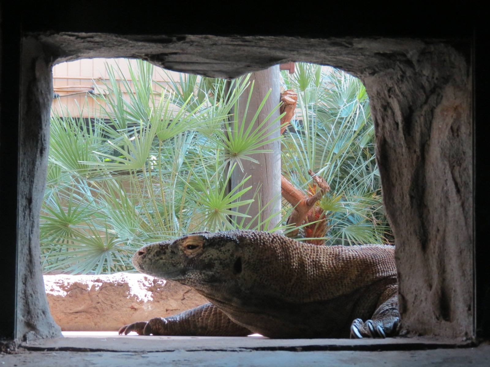 Discovery Outpost - Reptile House - Komodo Dragon