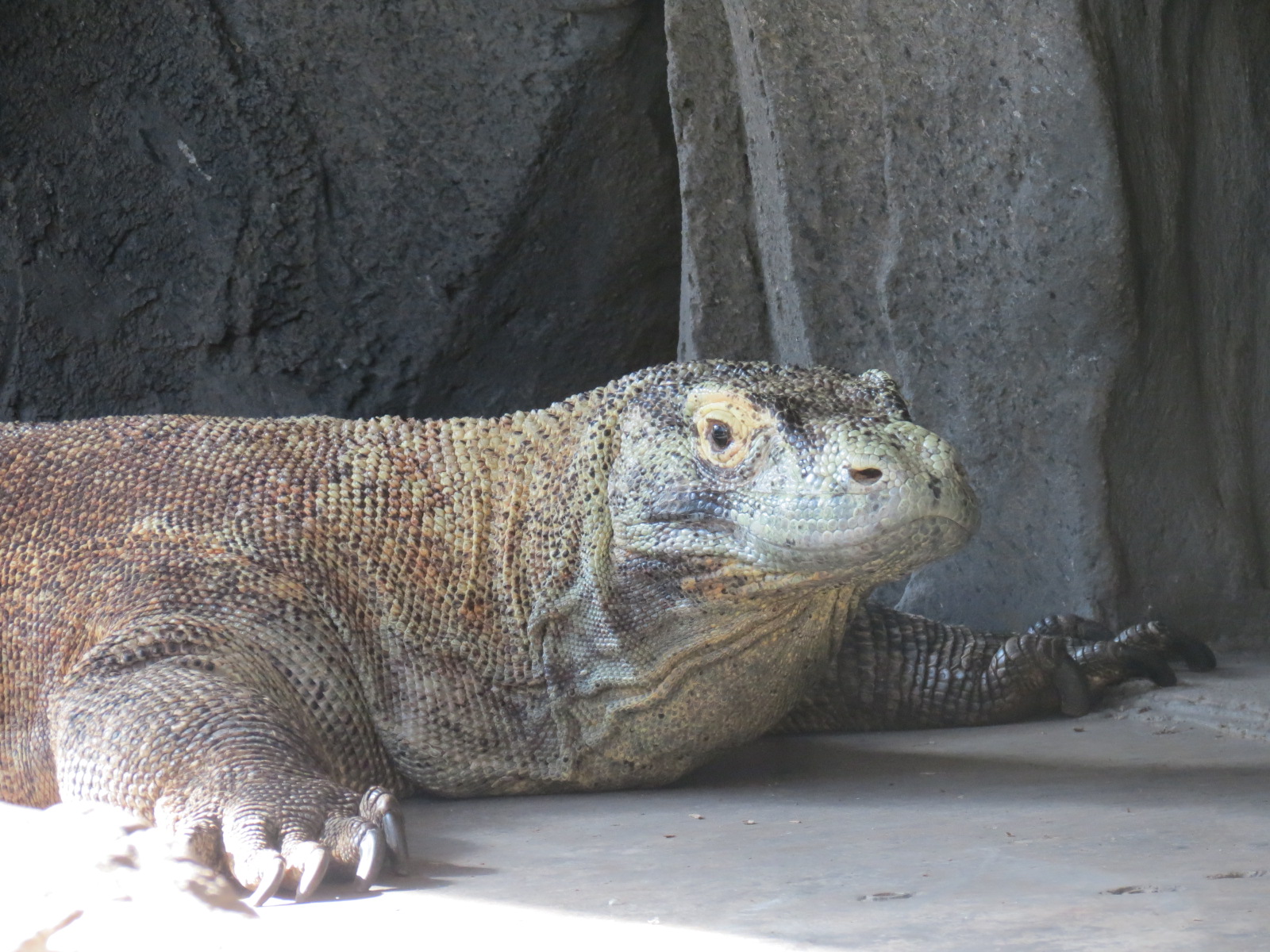 Discovery Outpost - Reptile House - Komodo Dragon