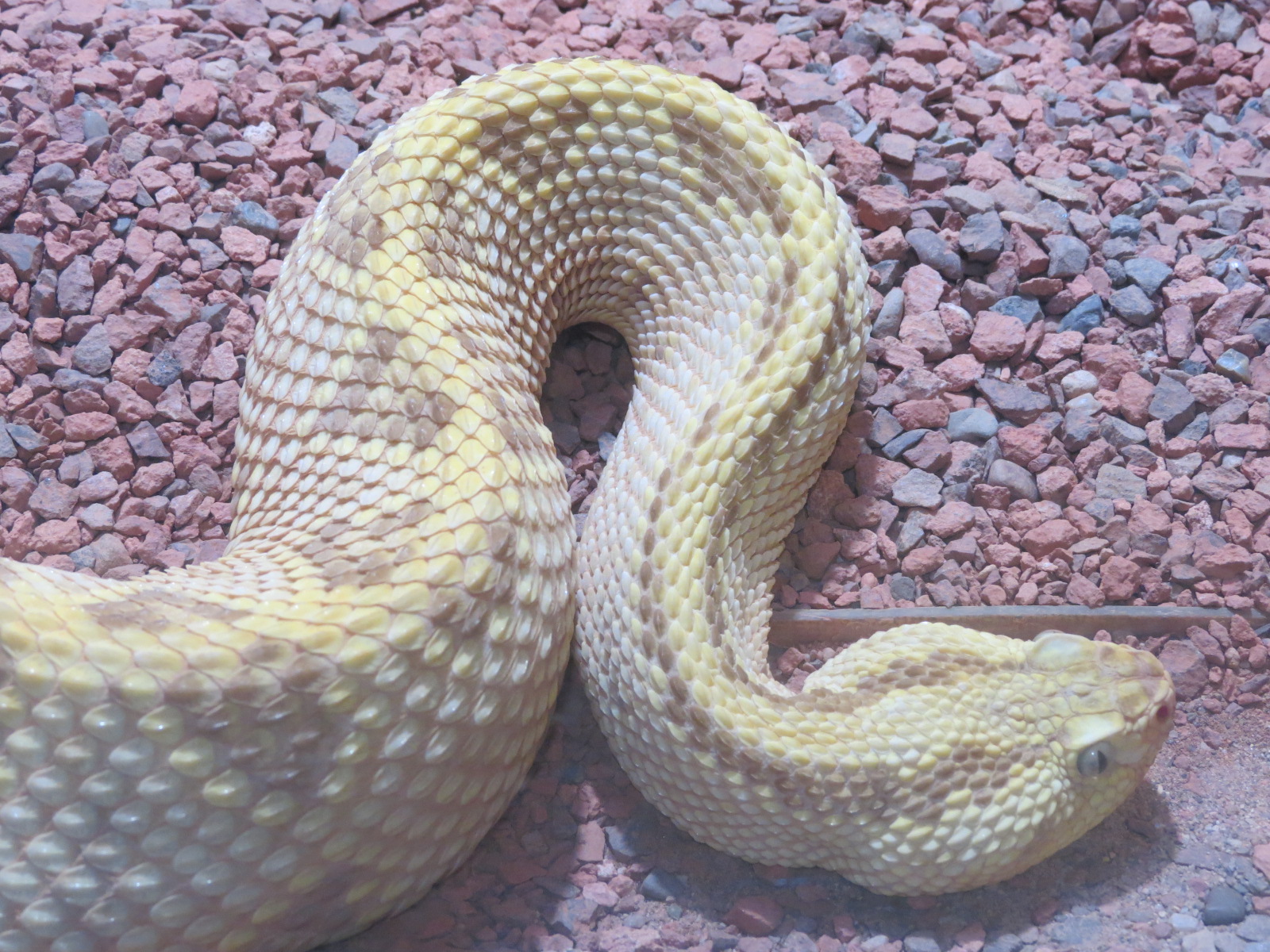 Discovery Outpost - Reptile House - Neotropical Rattlesnake