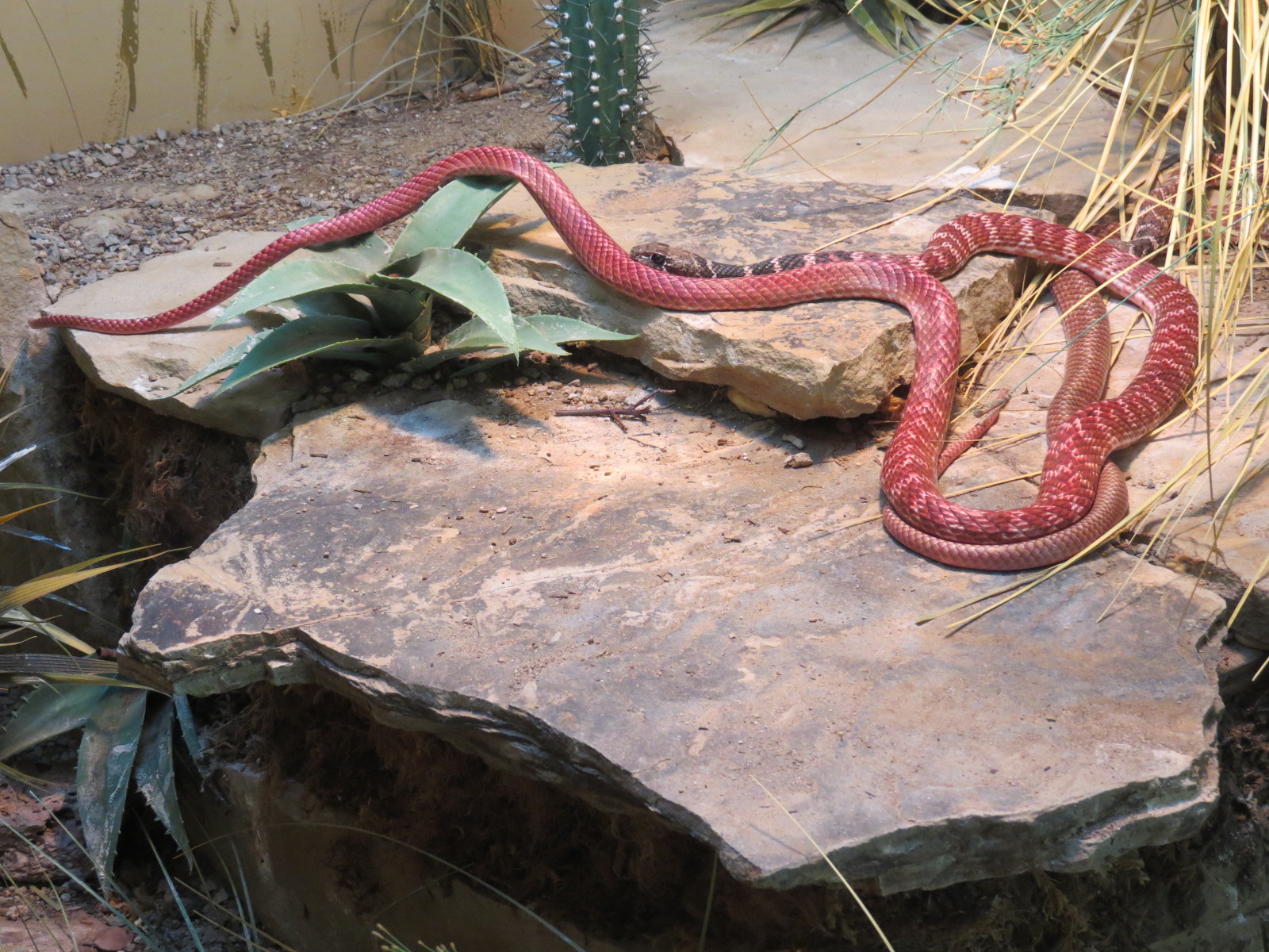 Discovery Outpost - Reptile House - Red Coachwhip