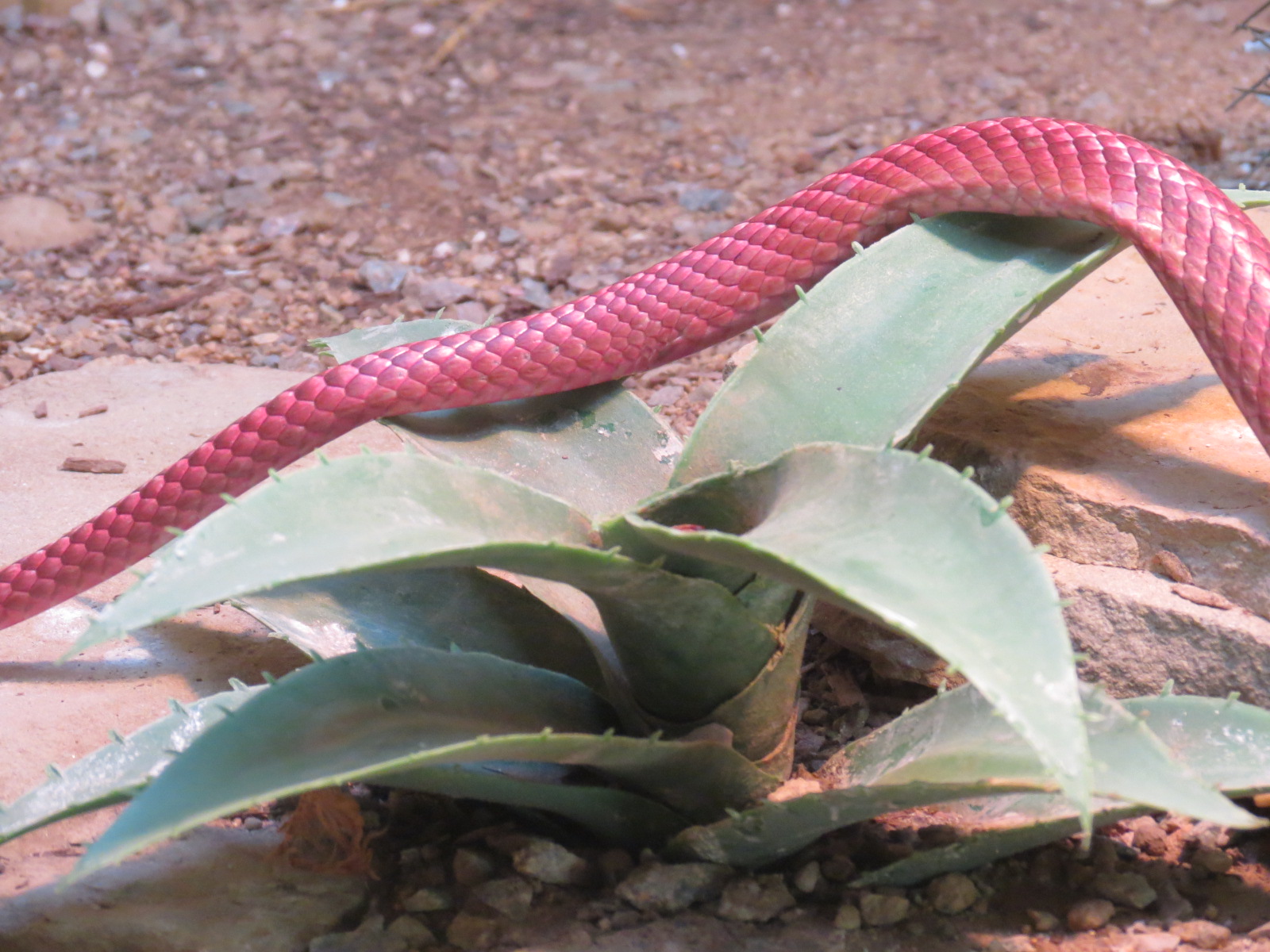 Discovery Outpost - Reptile House - Red Coachwhip