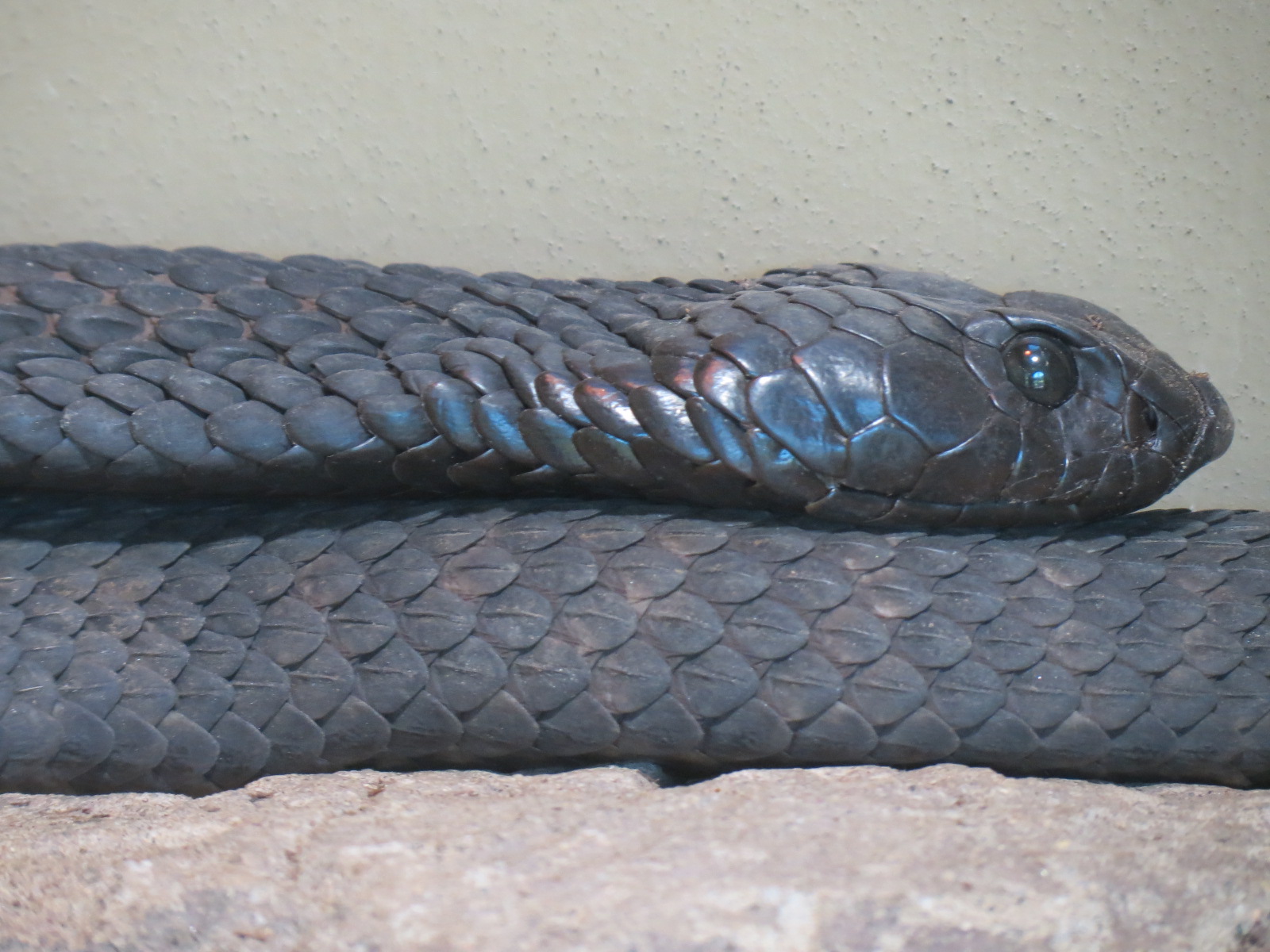 Discovery Outpost - Reptile House - Rinkhals