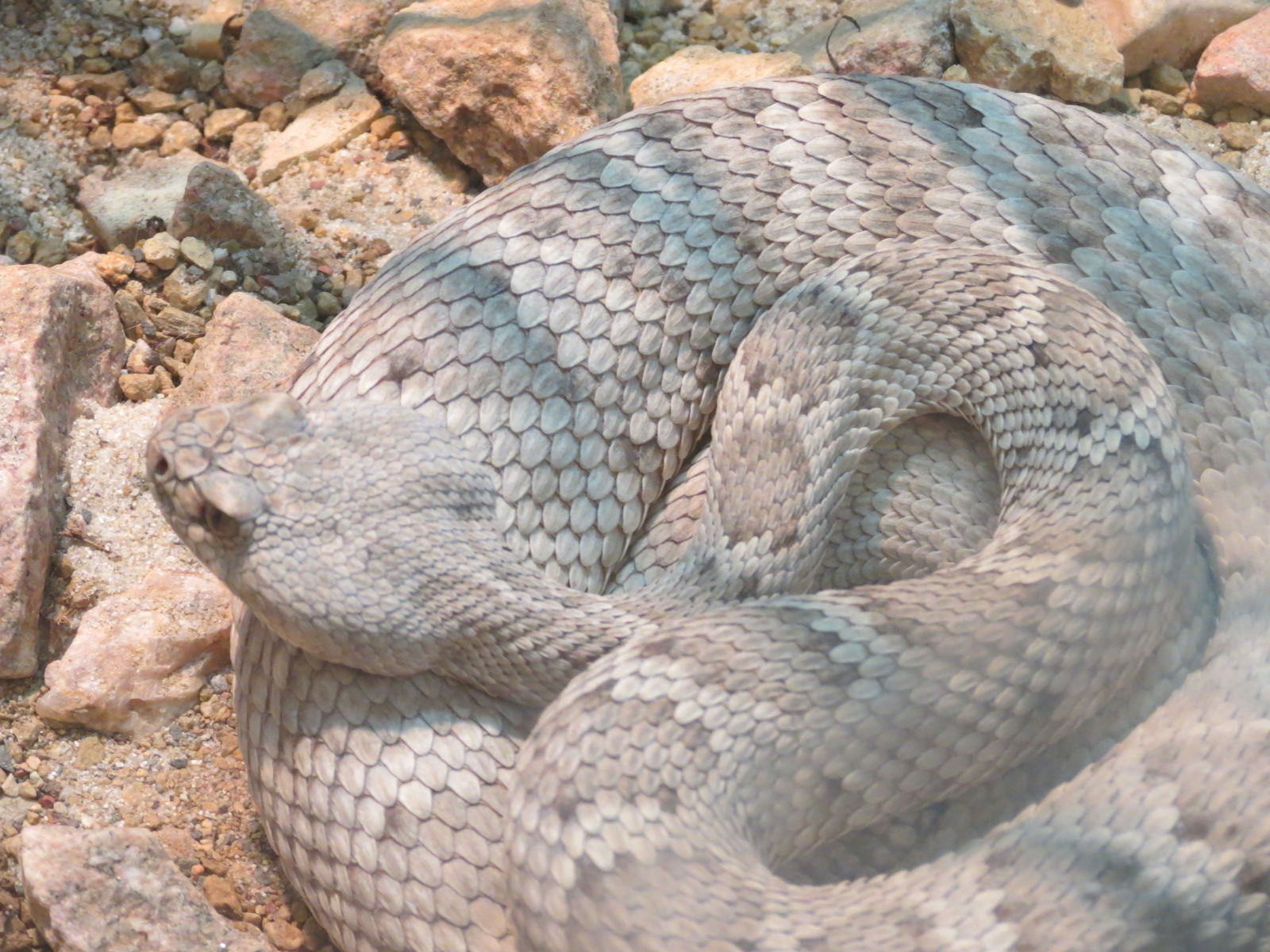 Discovery Outpost - Reptile House - Santa Catalina Island Rattlesnake