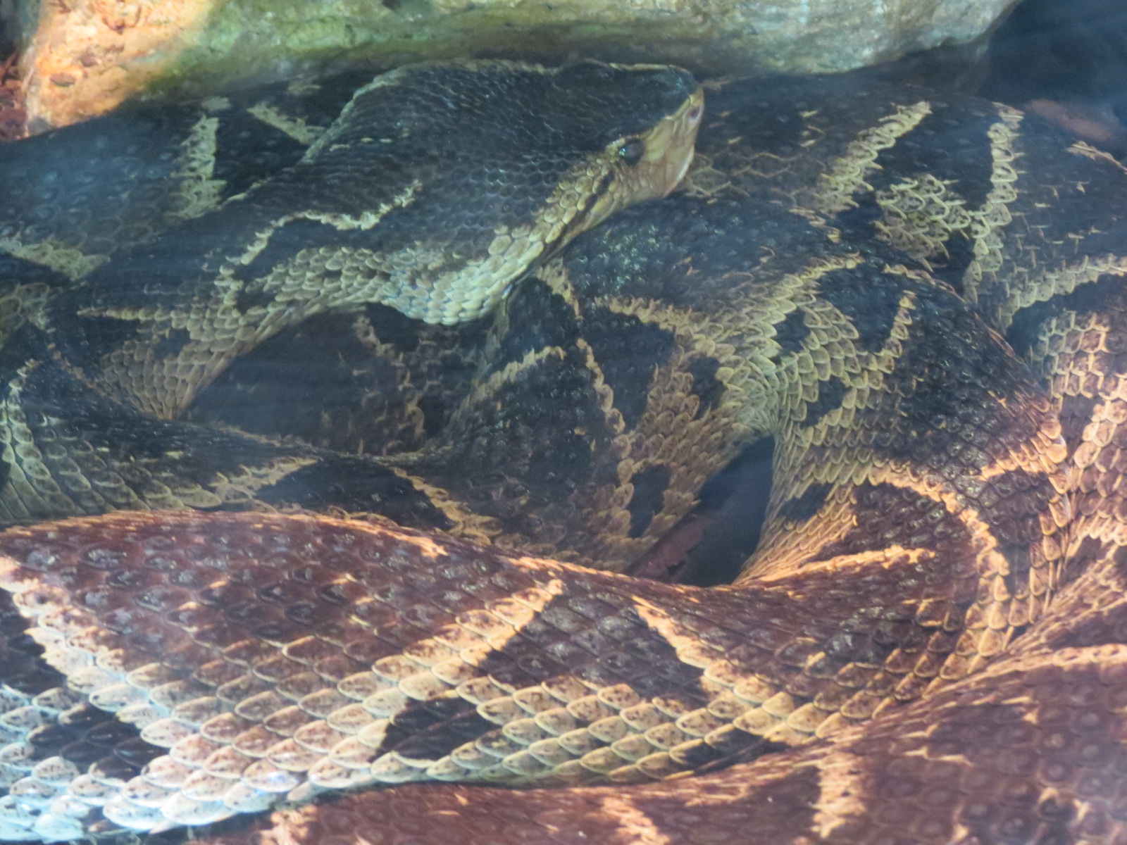 Discovery Outpost - Reptile House - Terciepelo